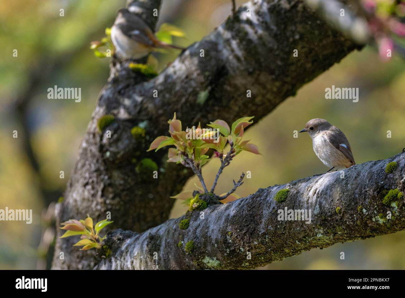 A female Daurian Redstart seen in the Japanese Cherry Blossom gardens ...