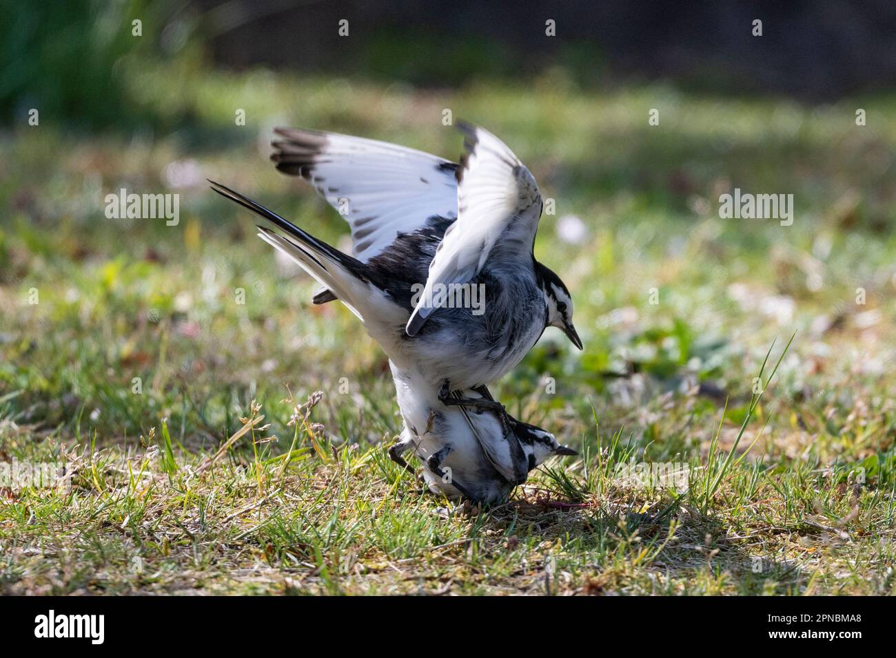 A pair of Black-backed Wagtails find the opportunity to mate in a Japanese park in the middle of spring. Stock Photo