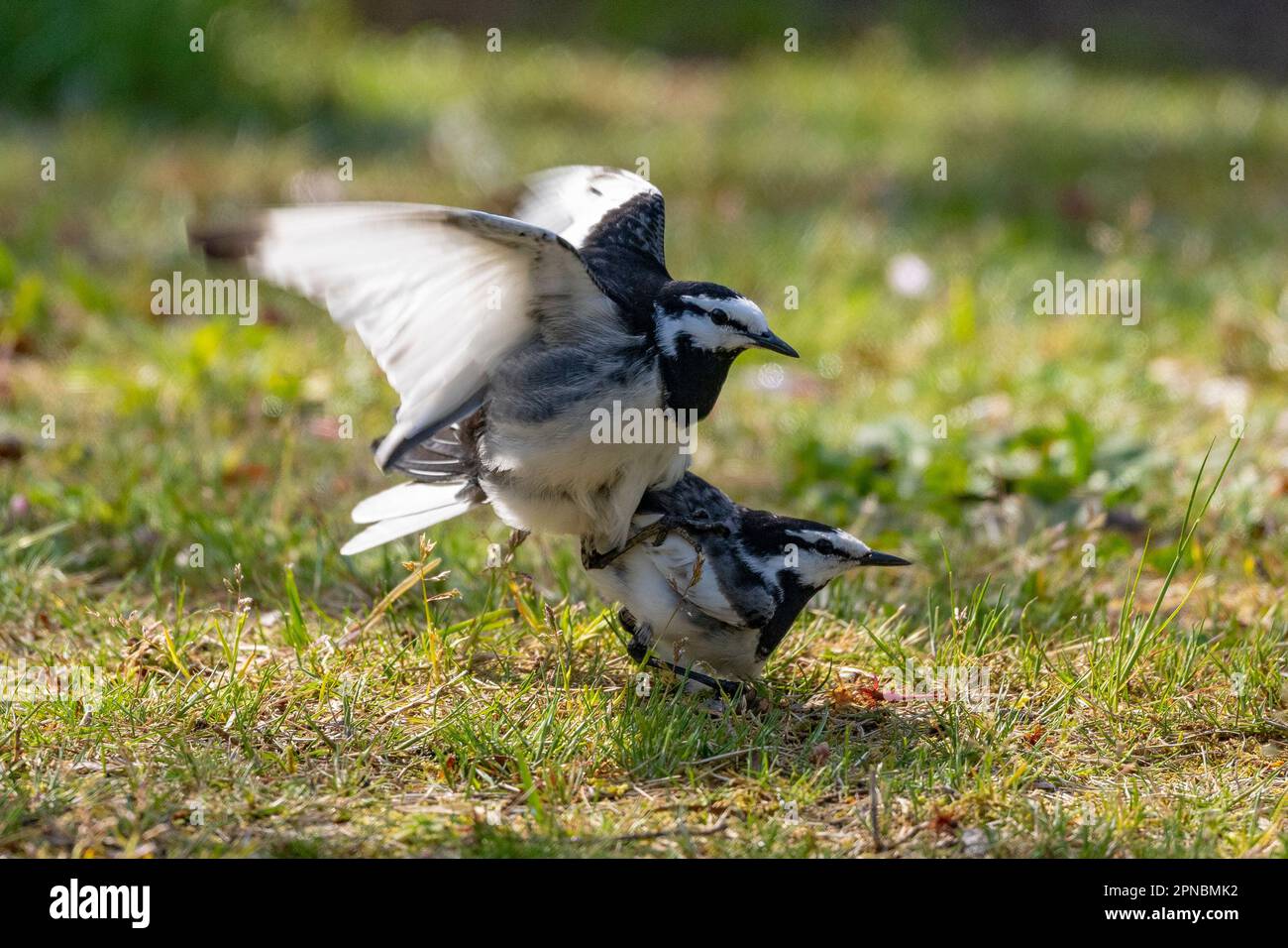 A pair of Black-backed Wagtails find the opportunity to mate in a Japanese park in the middle of spring. Stock Photo