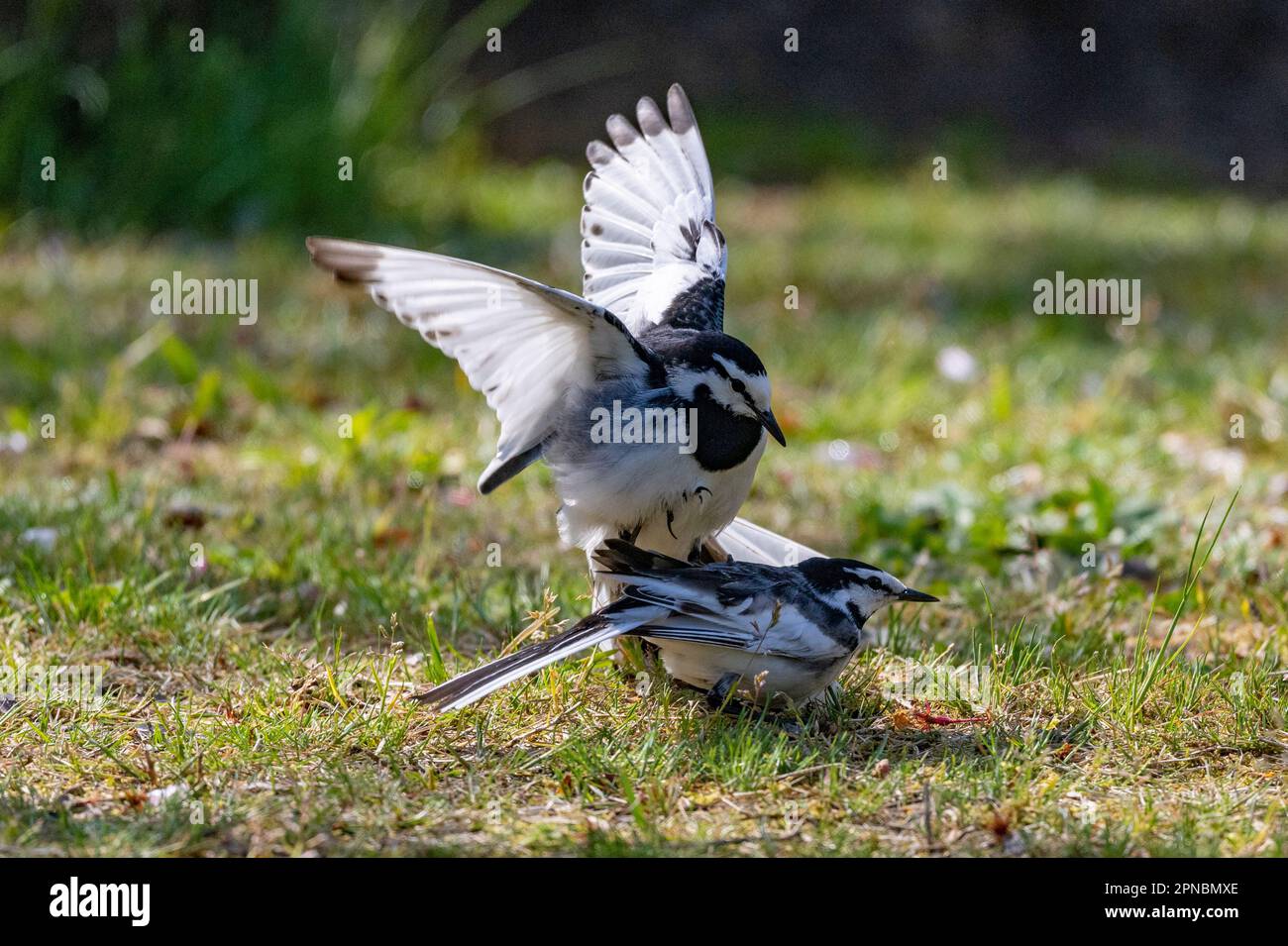 A pair of Black-backed Wagtails find the opportunity to mate in a Japanese park in the middle of spring. Stock Photo