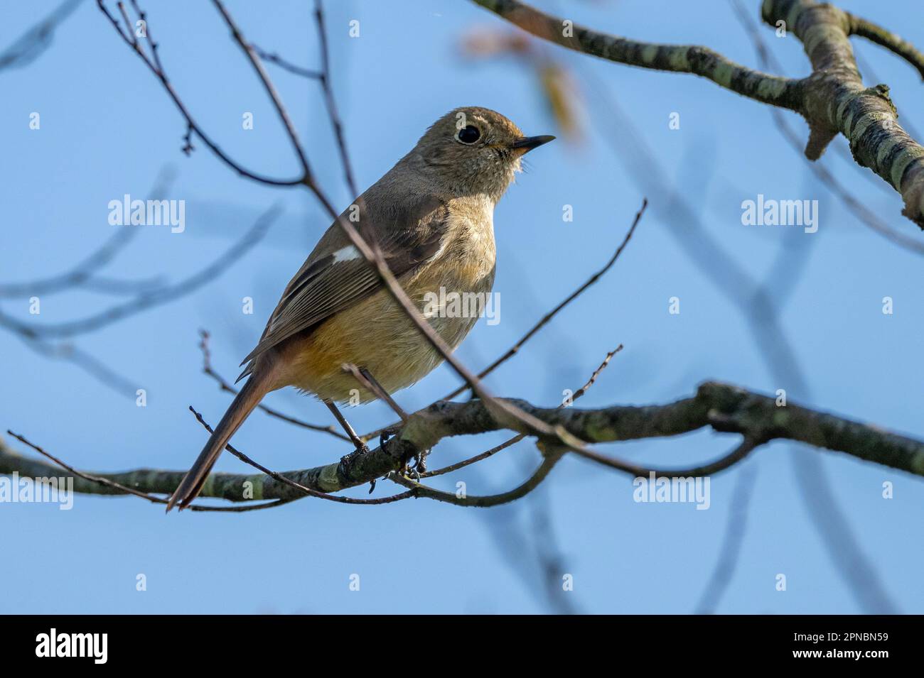 A female Daurian Redstart seen in the Japanese Cherry Blossom gardens ...