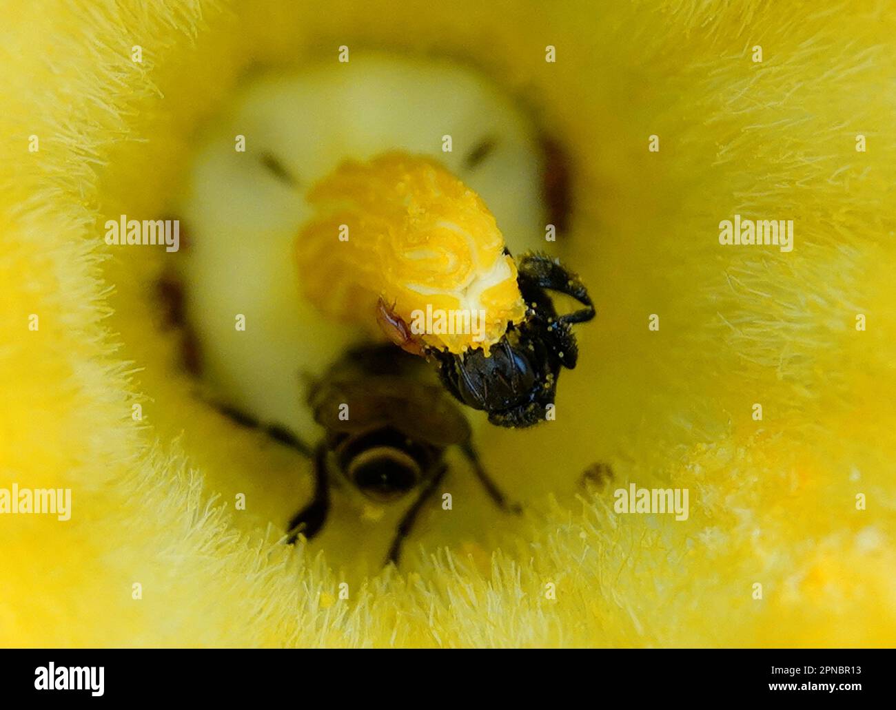 Black yellow bee detailed hi-res stock photography and images - Alamy