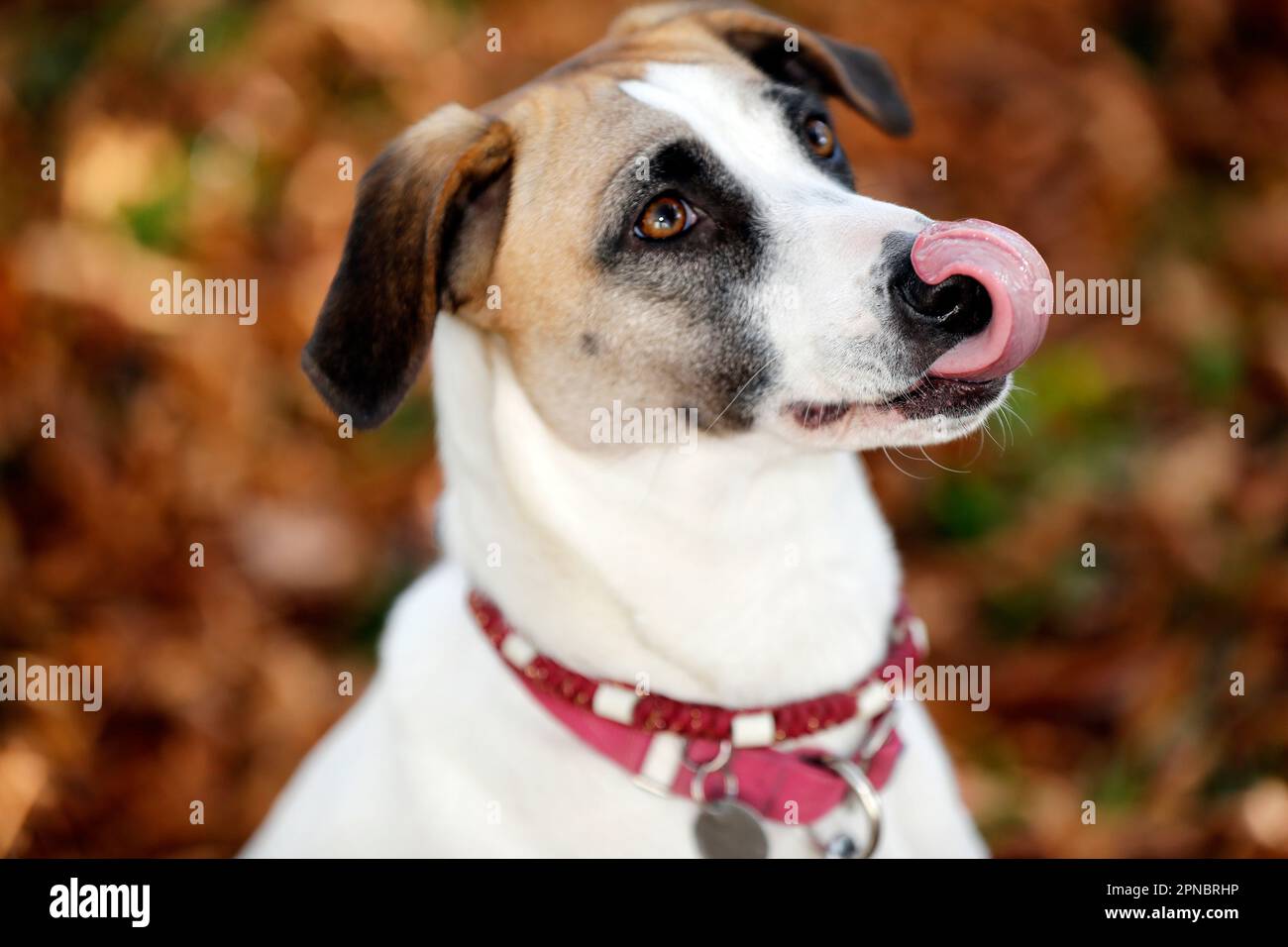 Close up of dog's face.   France. Stock Photo