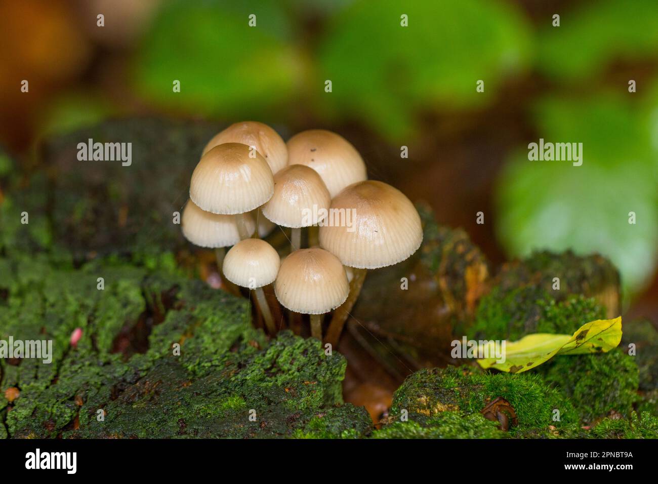 Mushroom on tree trunk. Group of Mycena Mushrooms in the forest. In