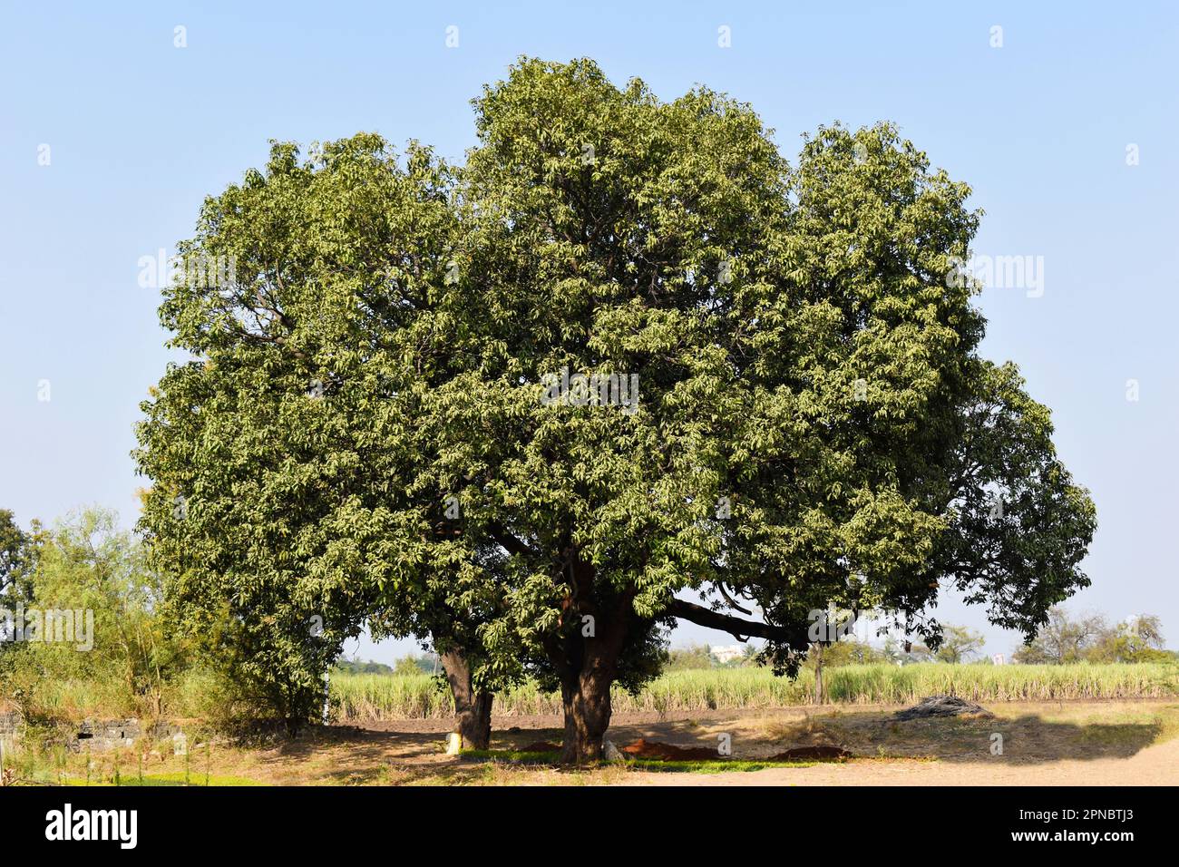 Mango trees hires stock photography and images Alamy
