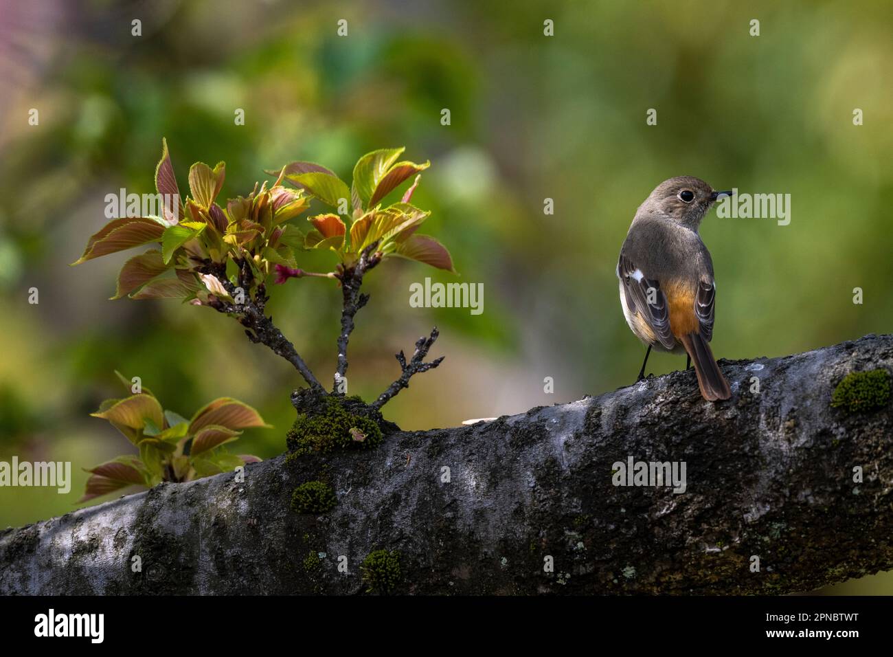 A female Daurian Redstart seen in the Japanese Cherry Blossom gardens ...