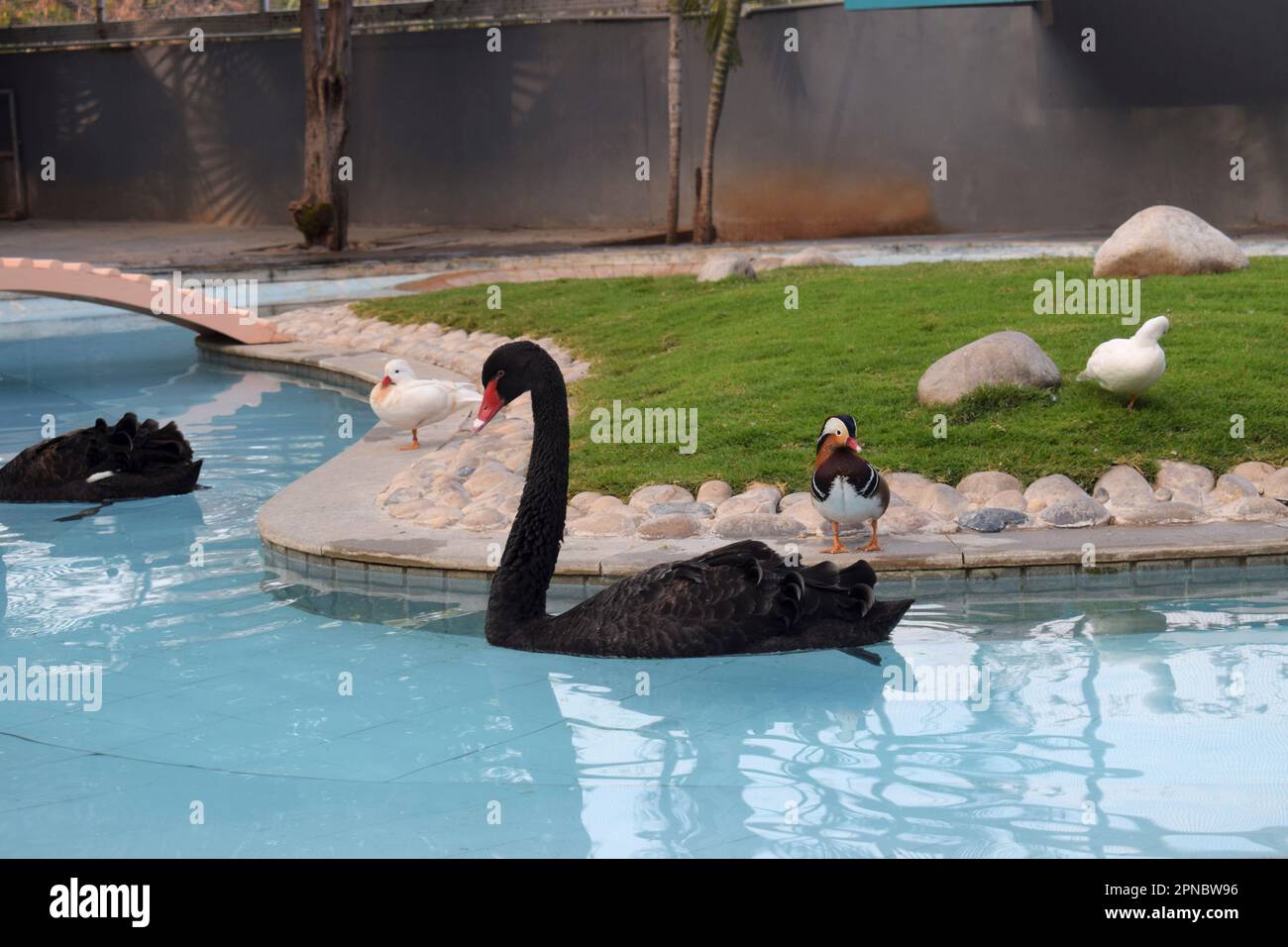 Black Swan Bird, Ramoji Film City, Hyderabad, India Stock Photo Alamy