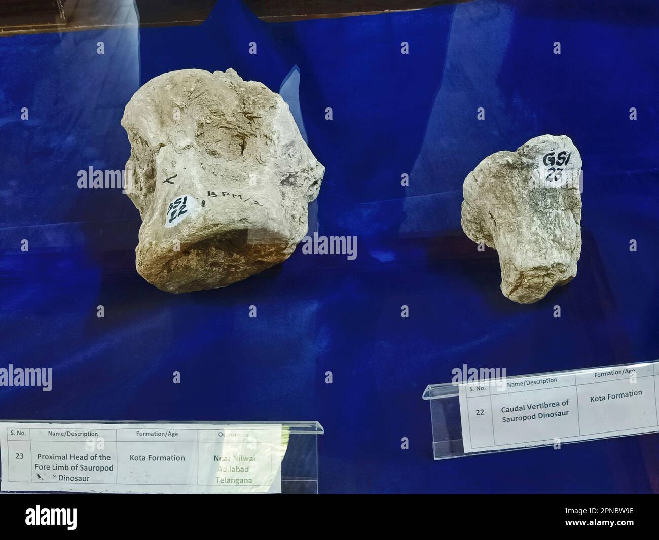 Paleohistology hi-res stock photography and images - Alamy