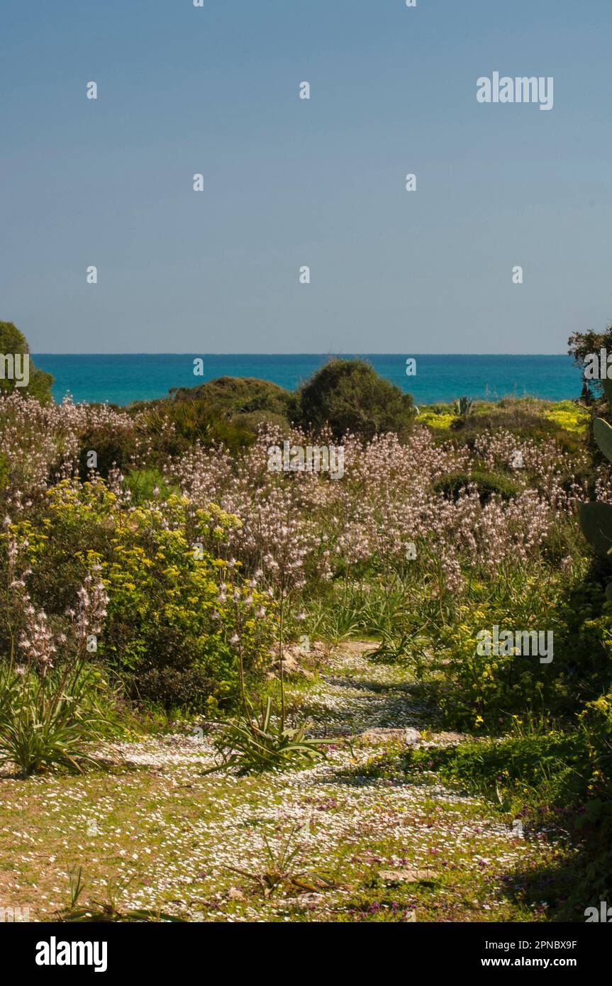 The Oriented Nature Reserve of Vendicari, flowering of asphodels, province of Syracuse, Sicily, Italy, Europe. Stock Photo