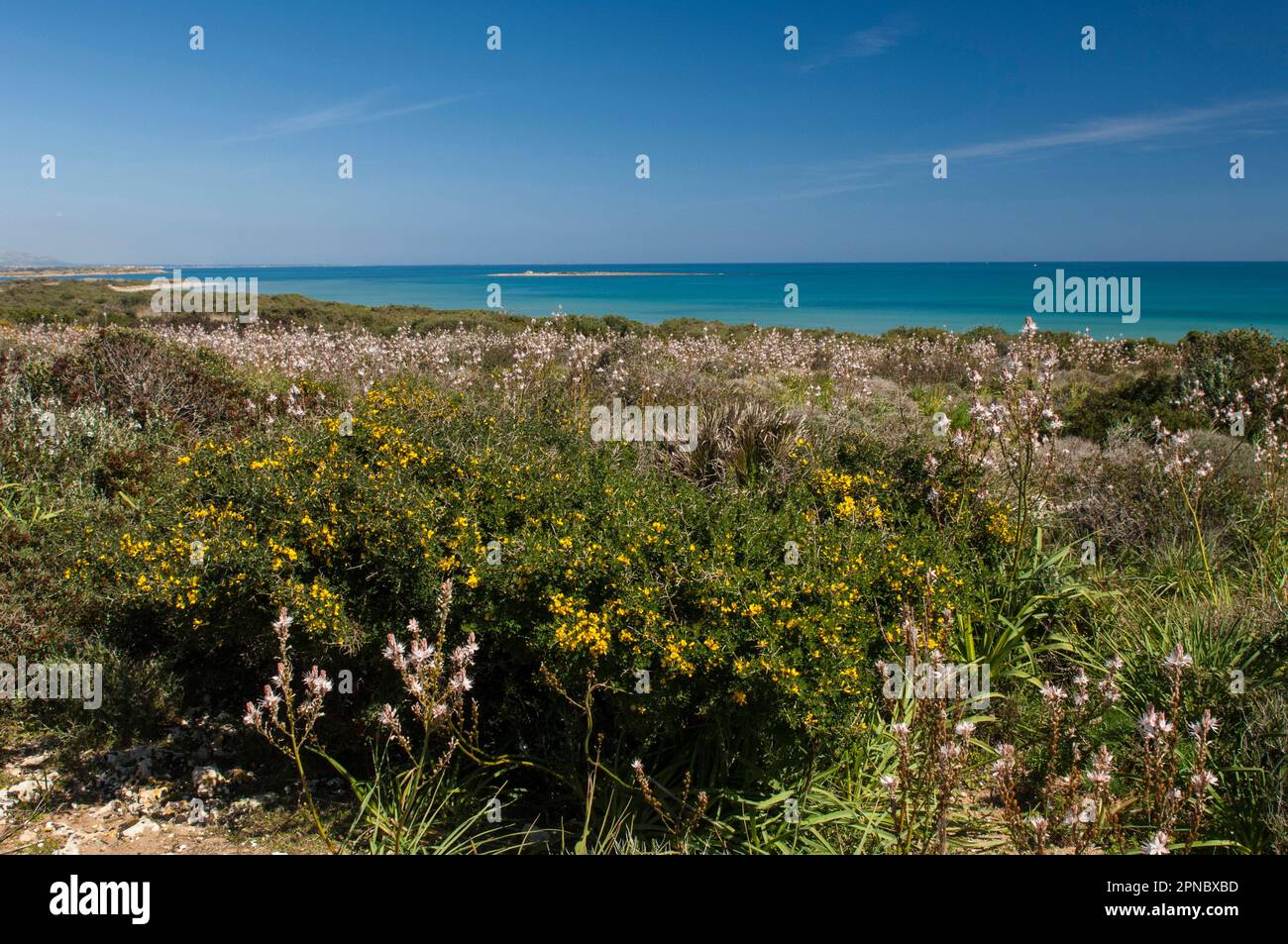 The Oriented Nature Reserve of Vendicari, flowering of asphodels, province of Syracuse, Sicily, Italy, Europe. Stock Photo