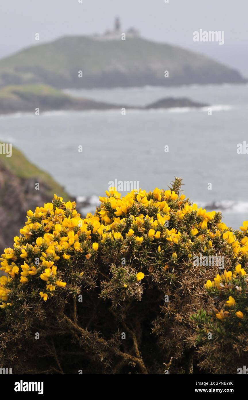 Yellow thorn bushes Ballycotton lighthouse Ireland county Cork Stock