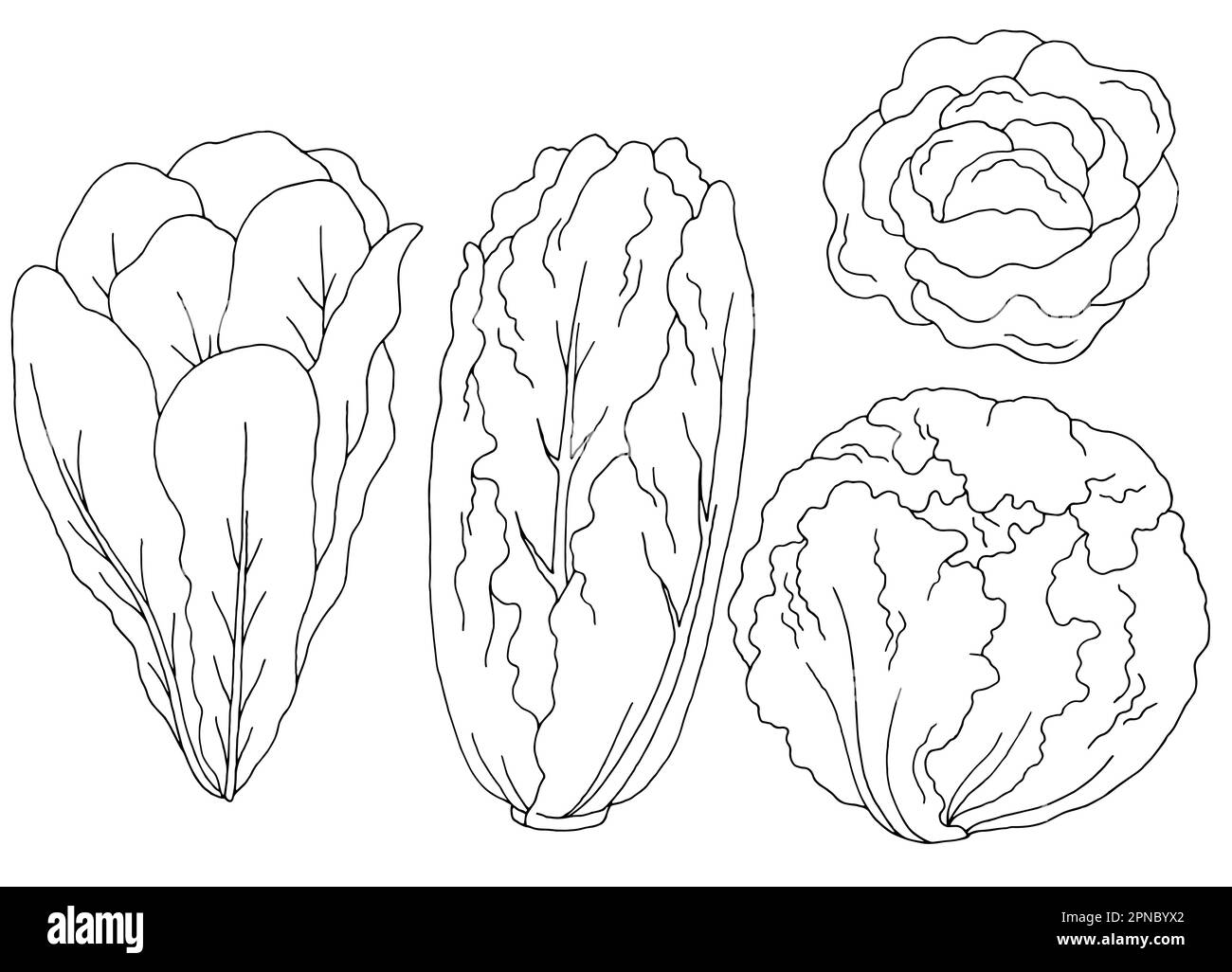 Lettuce set graphic black white isolated sketch illustration vector Stock Vector