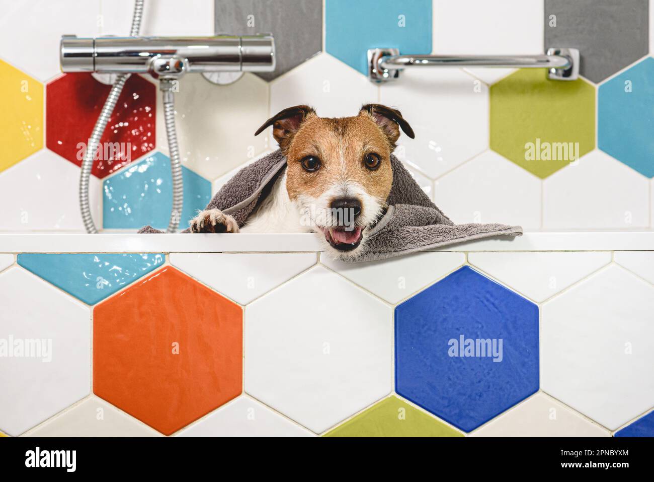 Funny dog inside bathtub under towel after washing Stock Photo Alamy