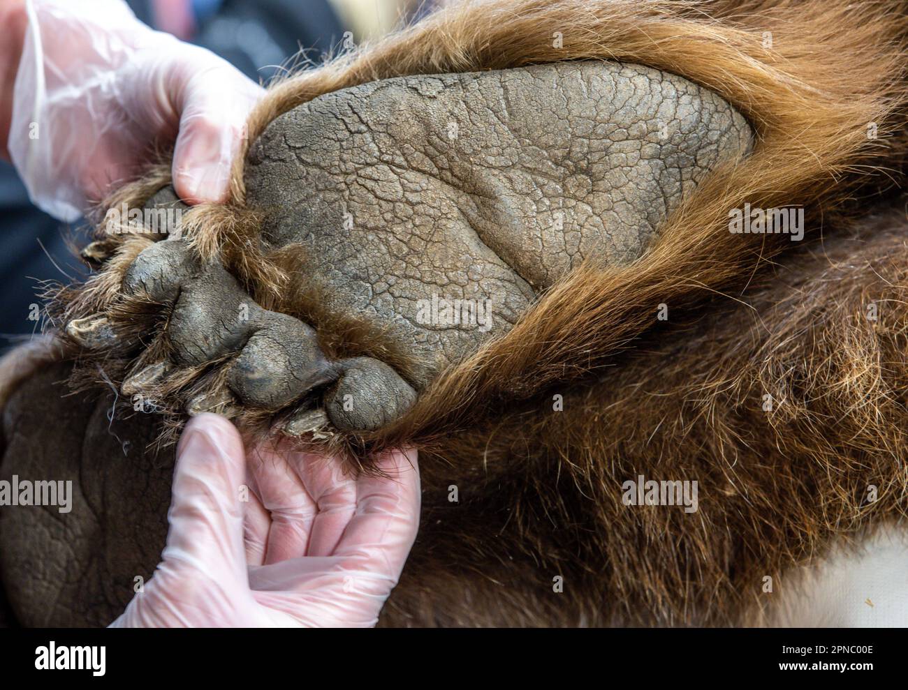 Stuer, Germany. 18th Apr, 2023. A helper examines a paw of Ida, a bear born in 1995 in the Stendal Zoo, during a medical check by veterinarians. Over two days, a total of four bears from the park of the animal protection foundation 'Vier Pfoten' are subjected to a detailed medical check by the veterinarians from Berlin. In the bear forest Müritz live at present 12 bears from earlier not kind-fair attitudes in large nature-left enclosures. Credit: Jens Büttner/dpa/Alamy Live News Stock Photo