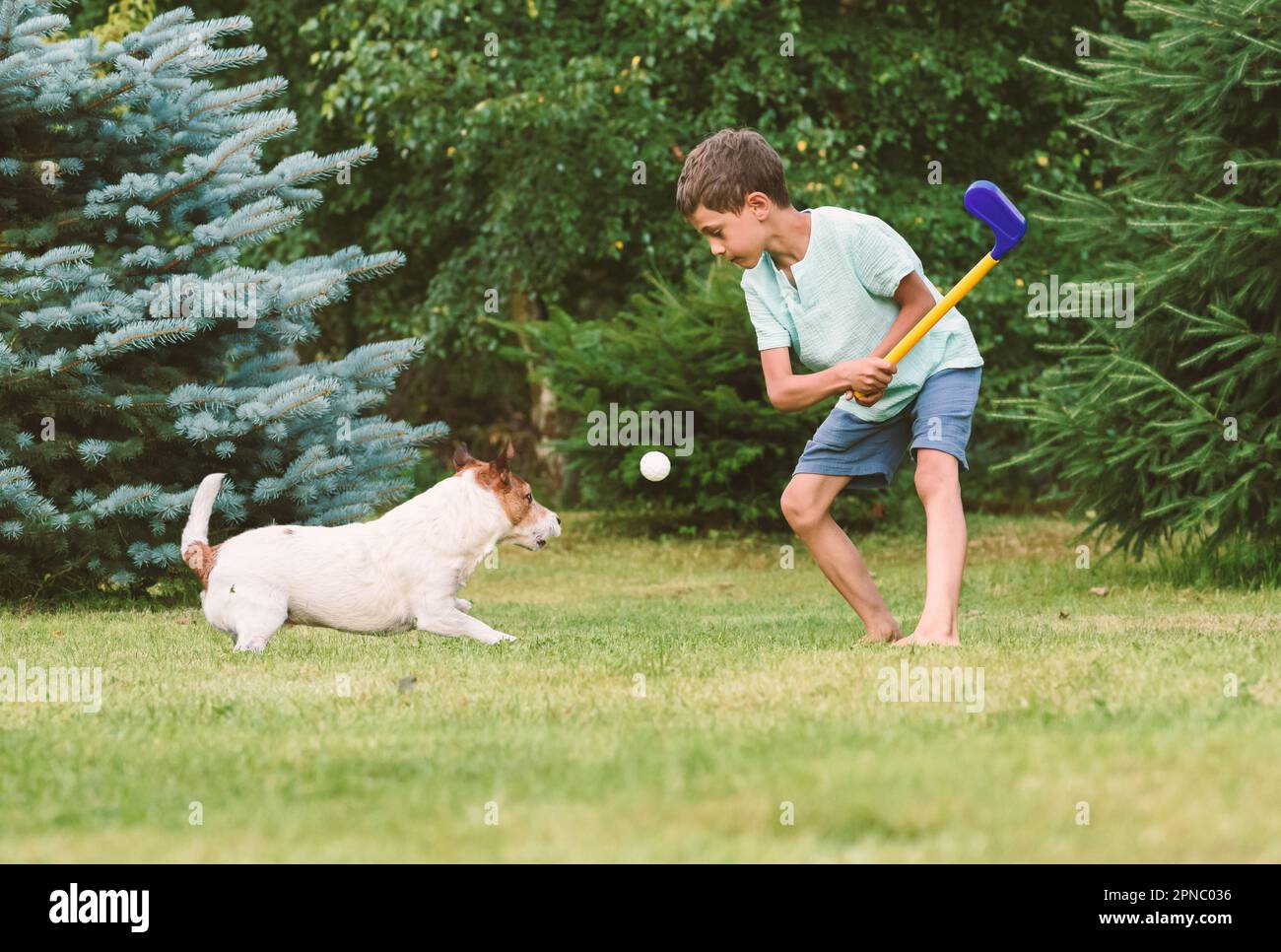 Small kid playing golf at backyard lawn and dog intercepting and catching ball Stock Photo