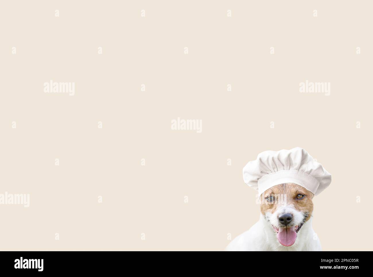 Funny dog wearing chef cook hat. Background for dogs feeding and pets