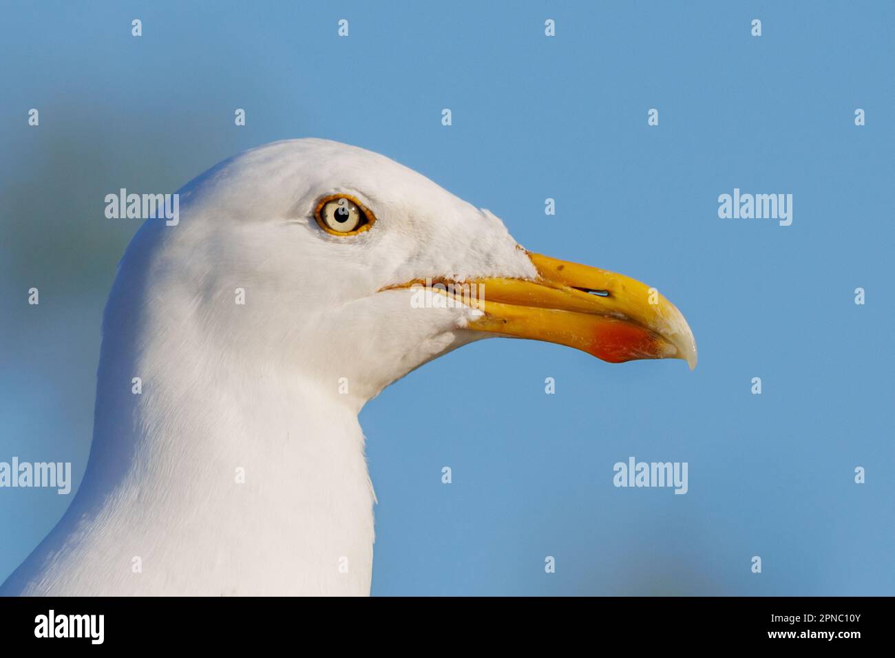 Herring gull (Larus argentatus) Sussex, UK Stock Photo