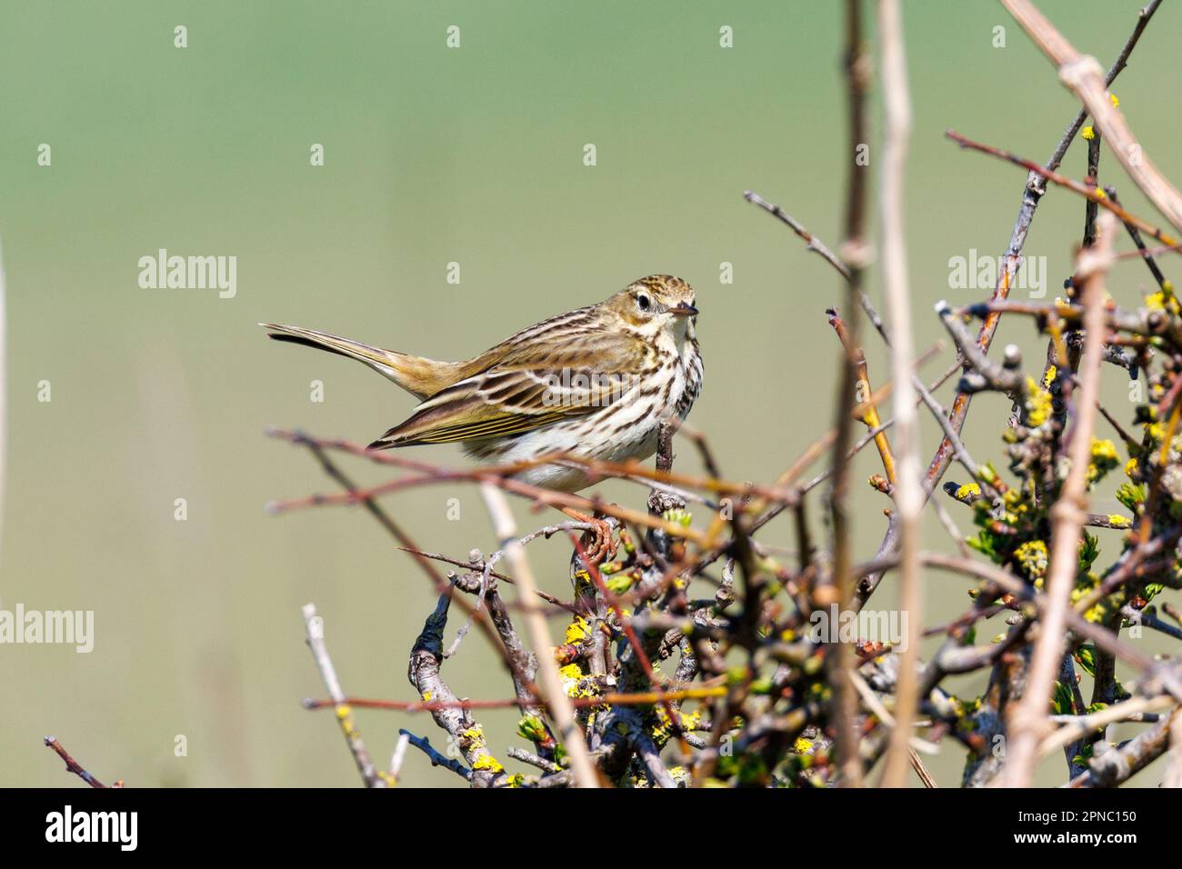 Meadow pipit (Anthus pratensis) Sussex, UK Stock Photo