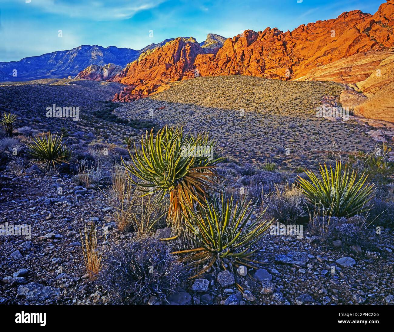 Red rock canyon nevada agave hi-res stock photography and images - Alamy