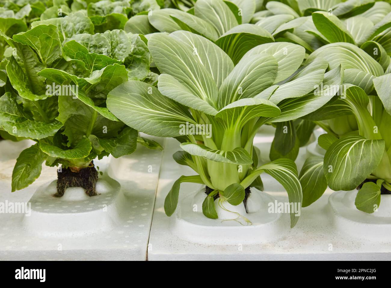 Hydrophonic growth system on water with vegetables in a greenhouse Stock Photo
