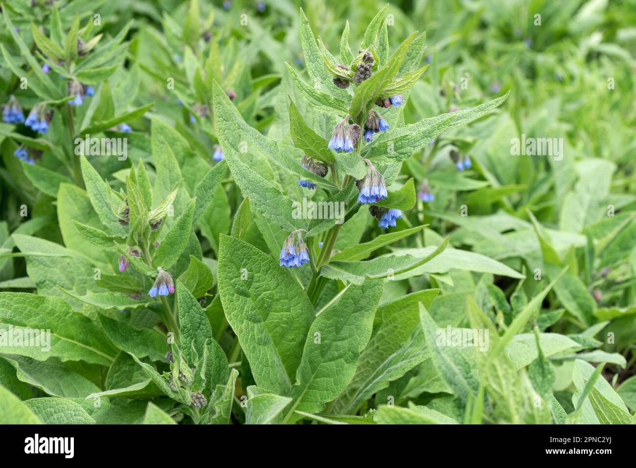 Close-up of a flowering comfrey plant Stock Photo