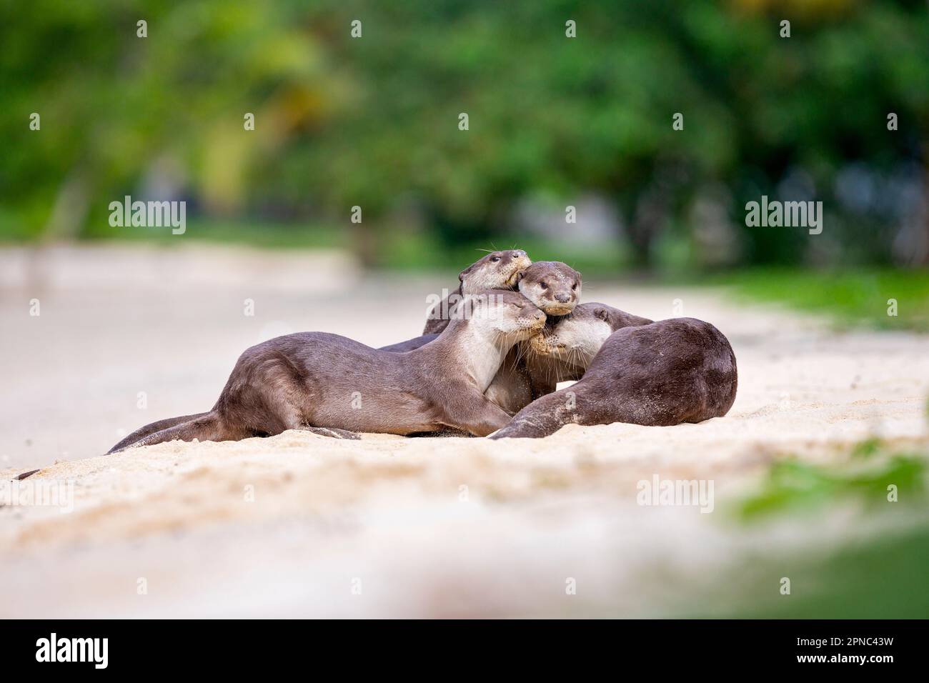 A smooth coated otter family reaffirm family bonds as they rest on a beach along the coast in Singapore Stock Photo