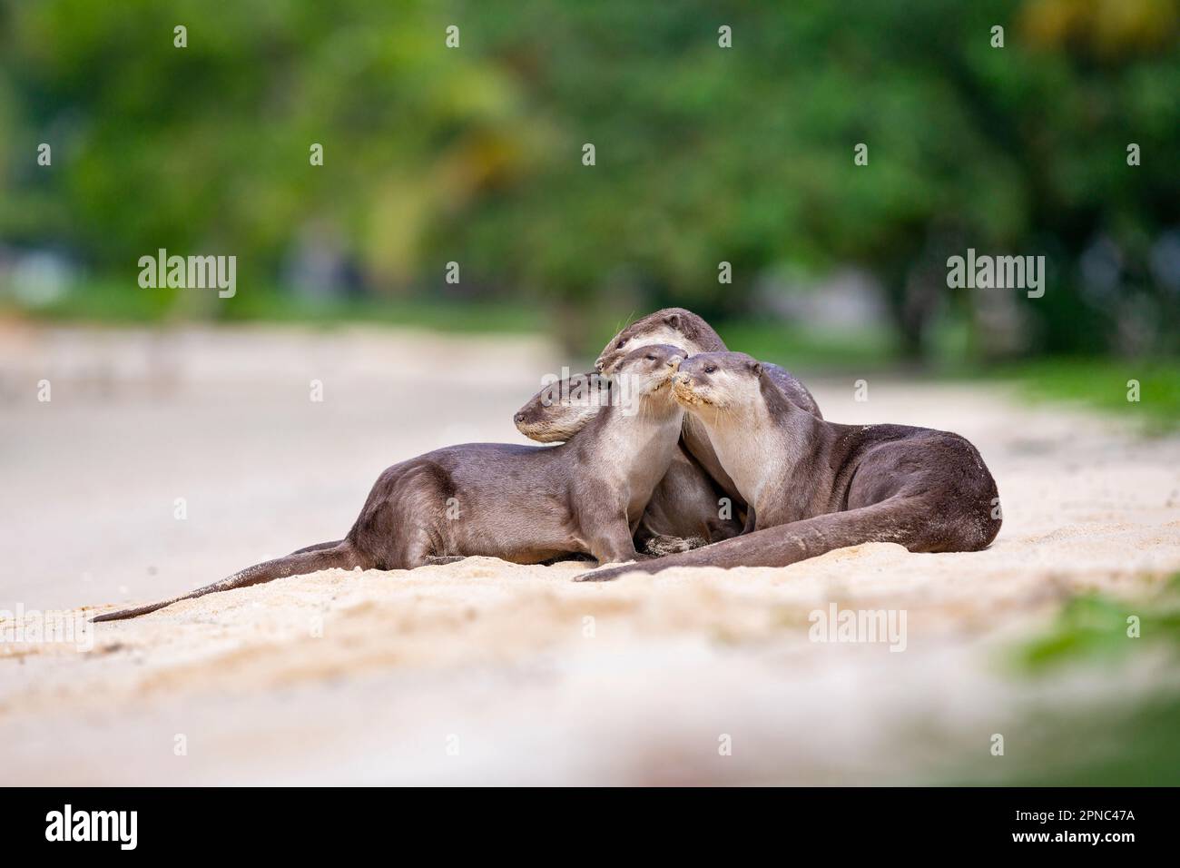 A smooth coated otter family reaffirm family bonds as they rest on a beach along the coast in Singapore Stock Photo