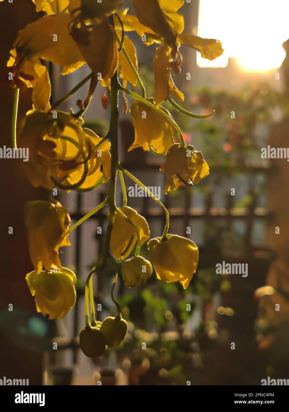 Close-up of Cassia fistula/Golden shower/Amaltas flowers during Sunrise/Happy Vishu/Malayalam New Year/Kerala Stock Photo