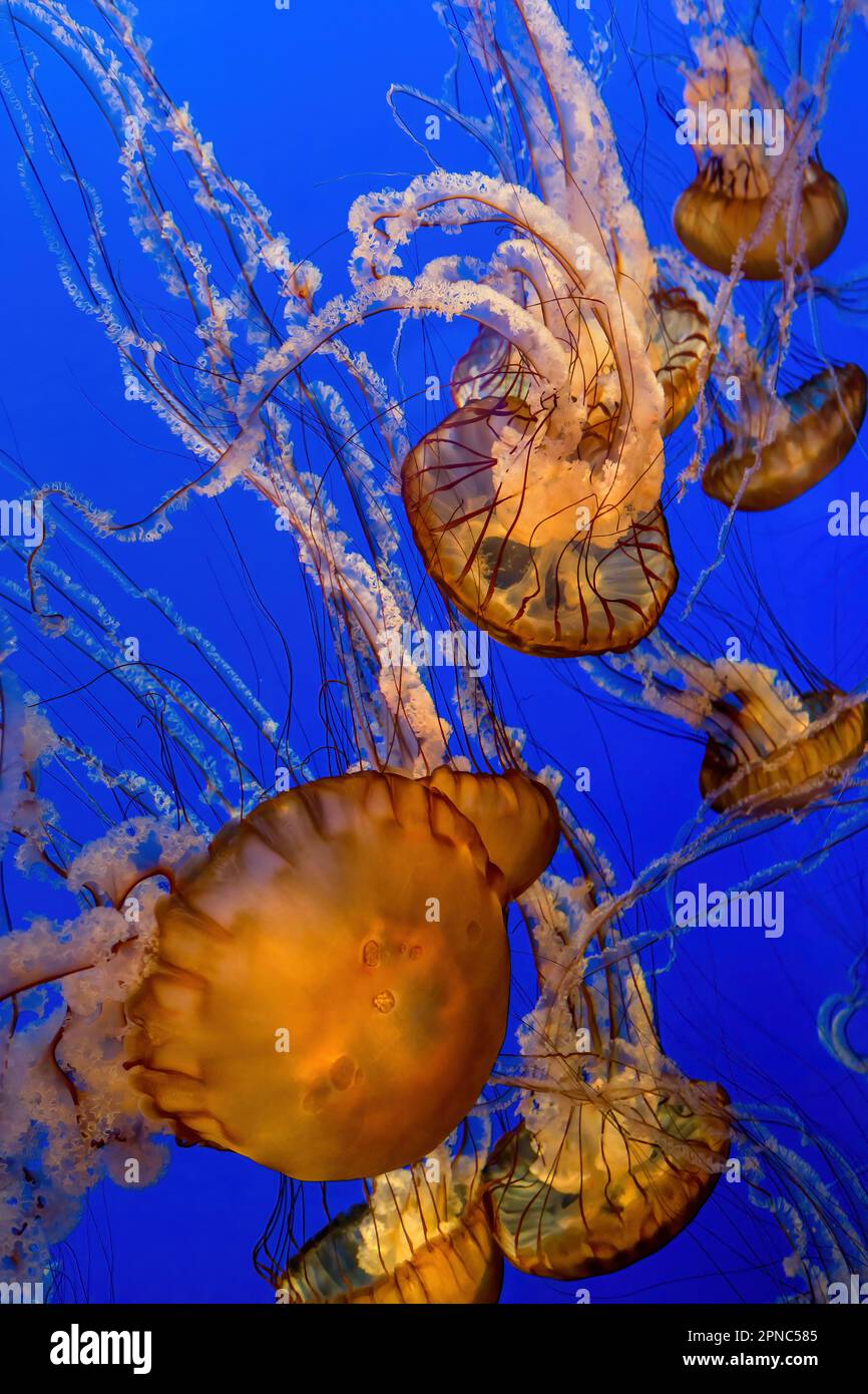 The Pacific Sea Nettle’s body or bell is yellow to reddish-brown, and the long, ruffled tentacles can be yellow to dark maroon. The bell can grow to 3 Stock Photo