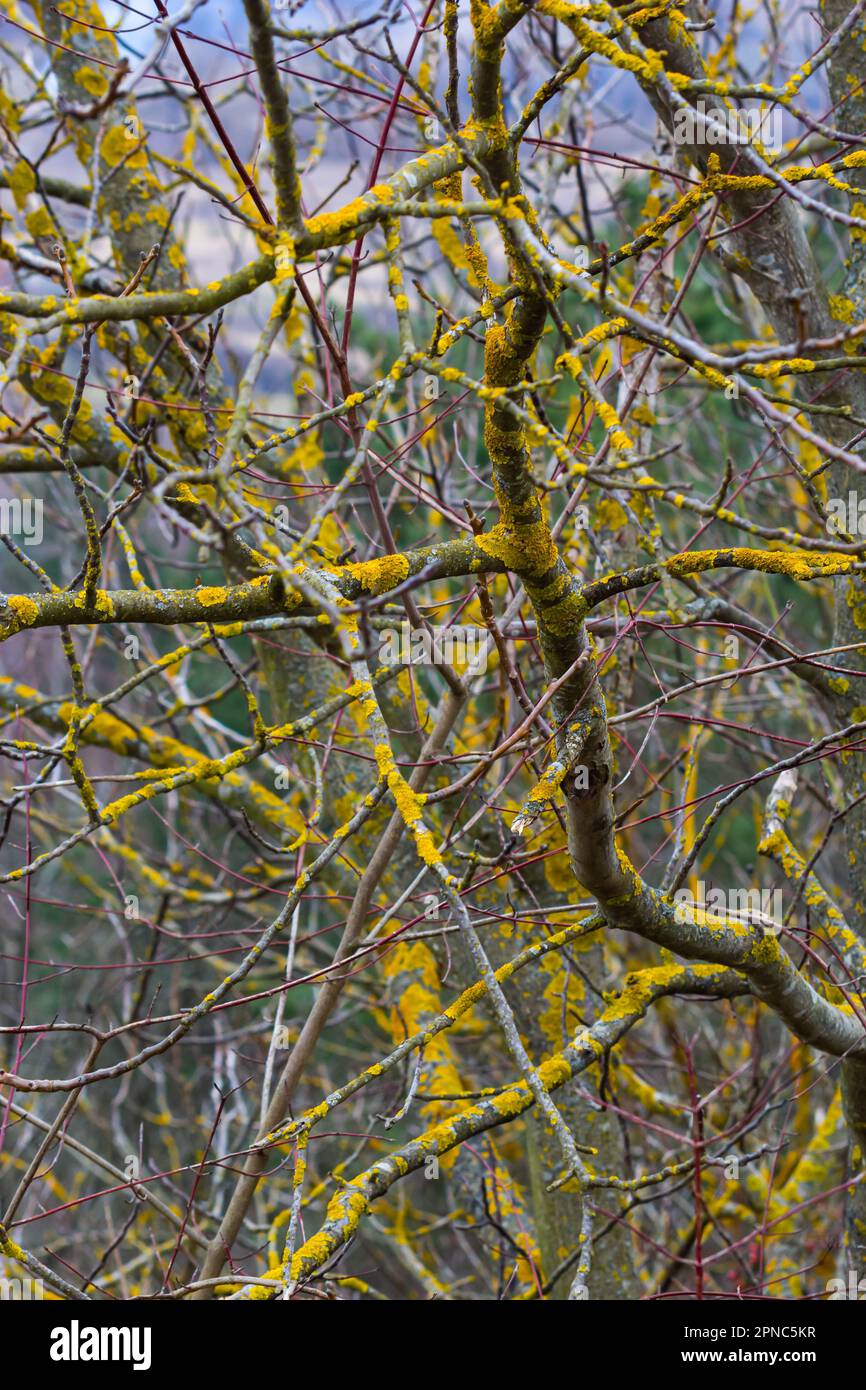 Xanthoria parietina common orange lichen, yellow scale, maritime sunburst lichen and shore lichen on the bark of tree branch. Thin dry branch with ora Stock Photo