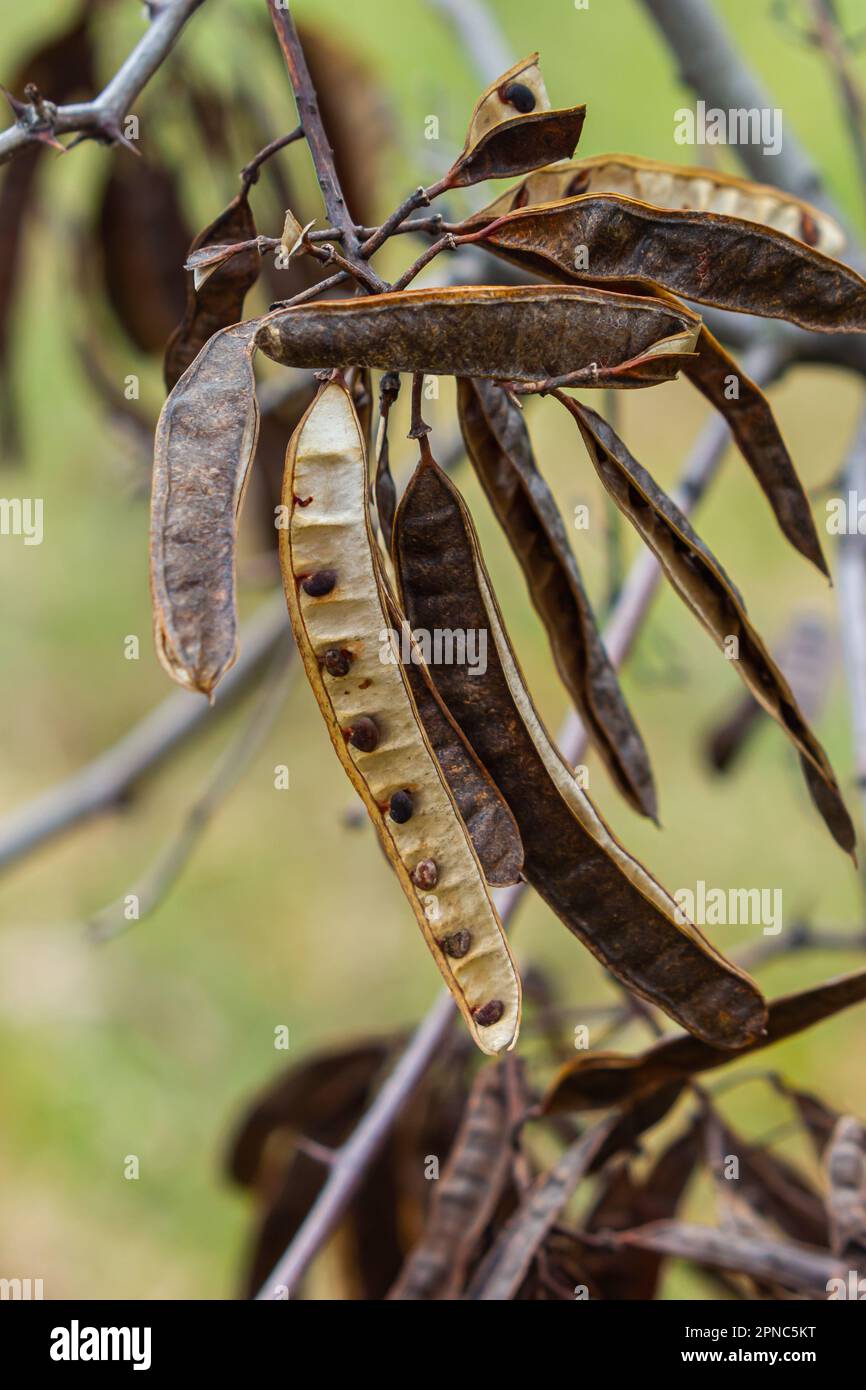 Black locust seeds hanging and dry so that the black seed fall out