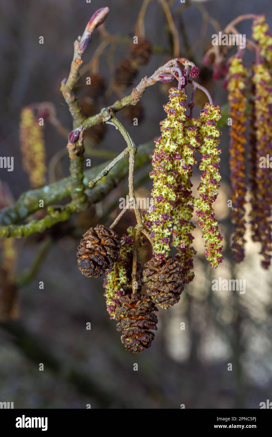 Small branch of black alder Alnus glutinosa with male catkins and female red flowers. Blooming alder in spring beautiful natural background with clear Stock Photo