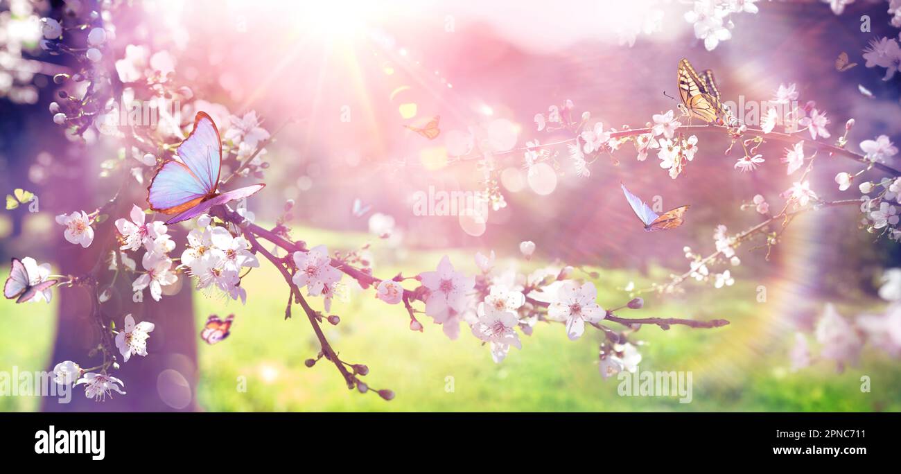 Spring Bloom Blossoming Branch With Sunlight And Butterflies With