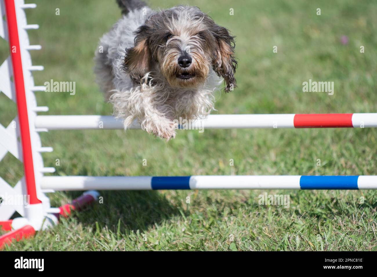 Petit Basset Griffon Vendéen (PBGV) dog jumping a hurdle at an agility competition Stock Photo