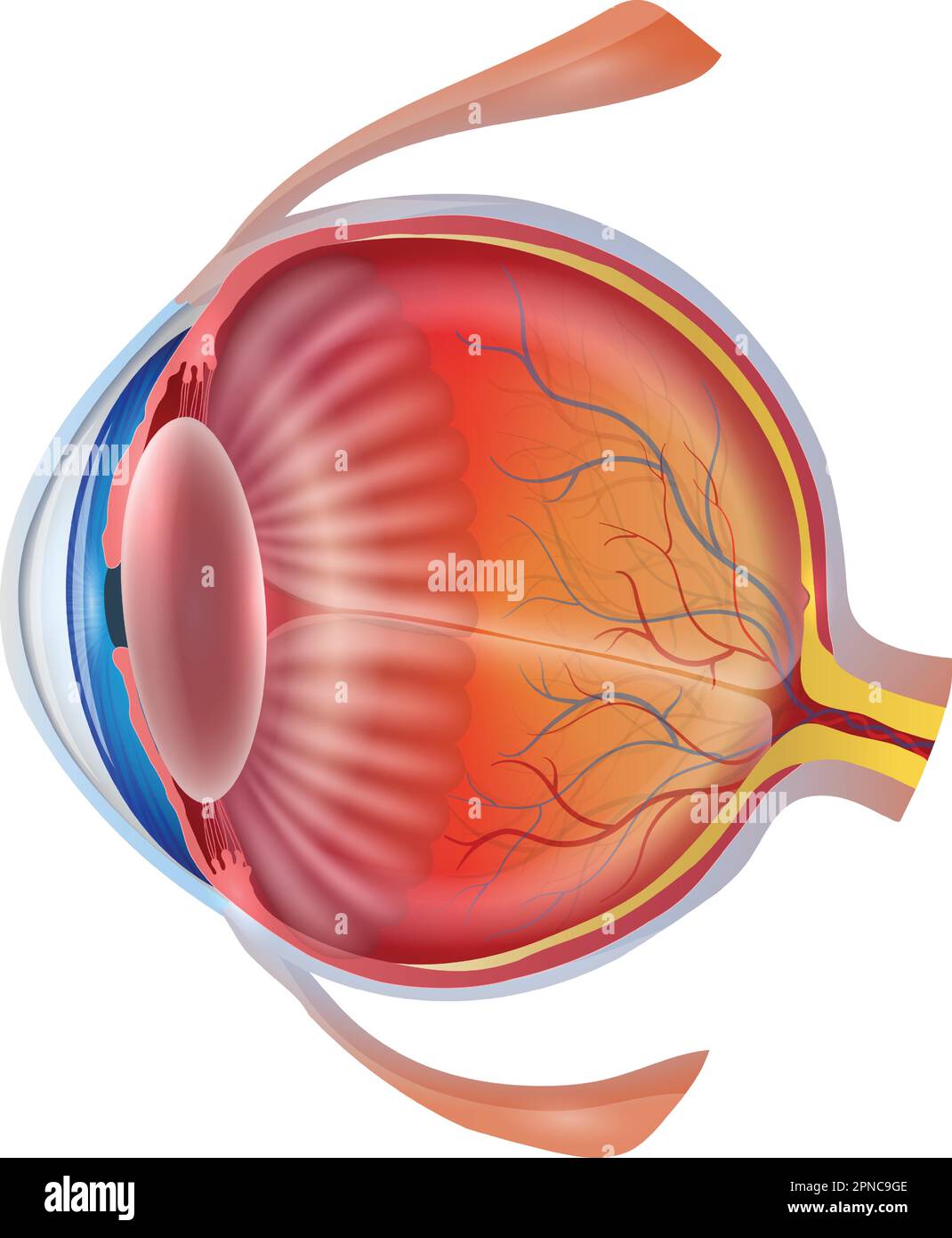 Blank Diagram Of The Eye
