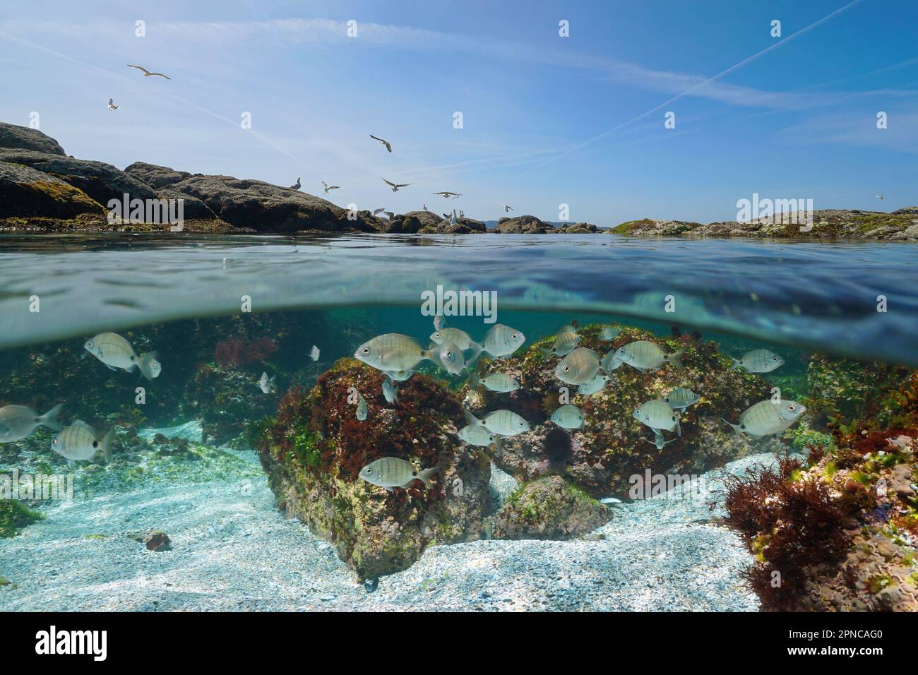 Atlantic ocean seascape, shoal of seabream fish underwater and rocky shore with gulls, split level view over and under water surface, Spain, Galicia Stock Photo