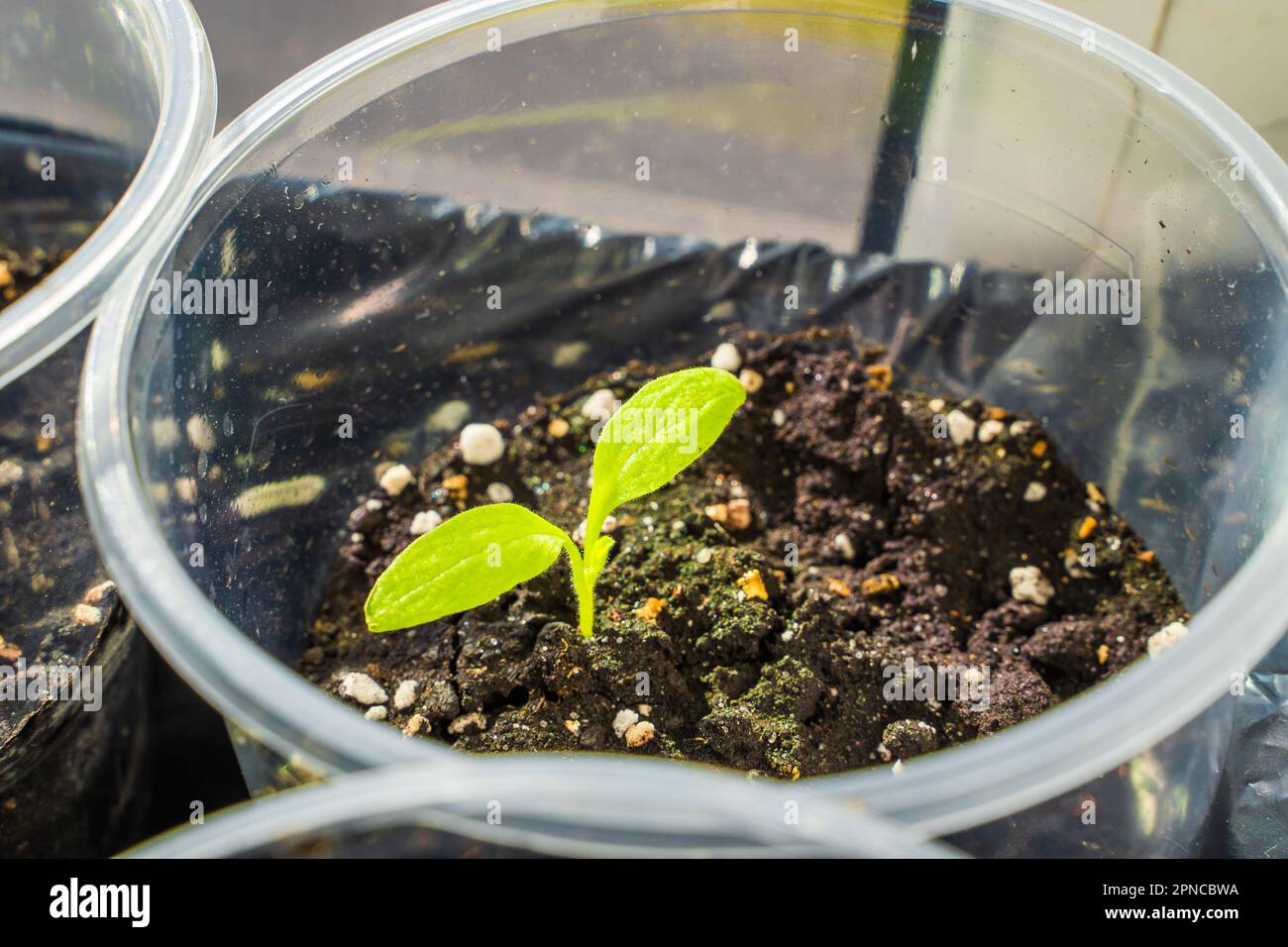 Eggplant seedling closeup. Germination of vegetable seeds in plastic