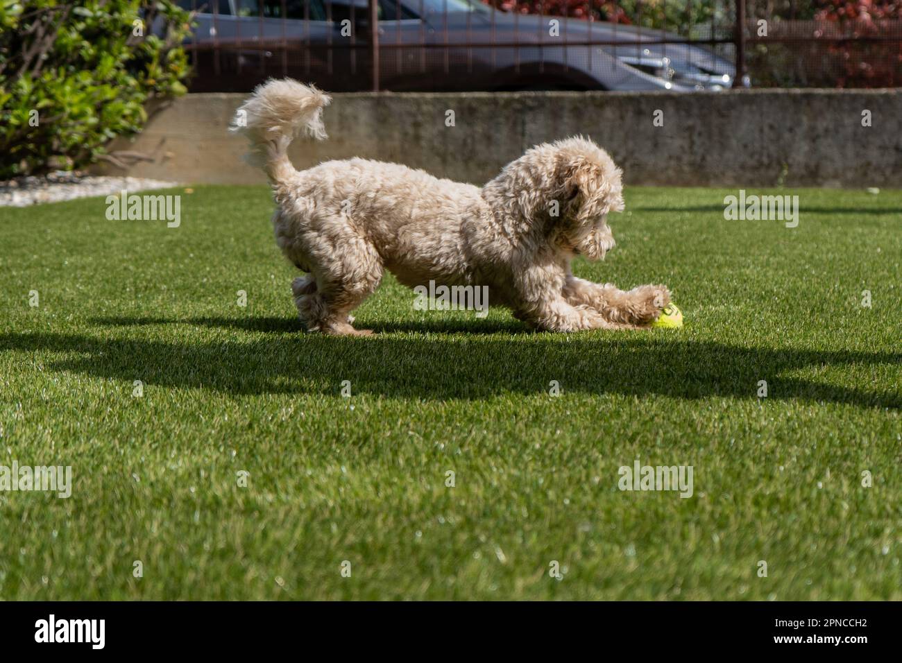 Cute young maltipoo dog playing with a ball in the garden. Photo ...