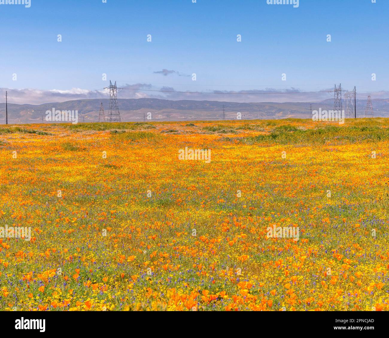 April 14, 2023, Lancaster, CA, USA Wild flowers bloom on the side of