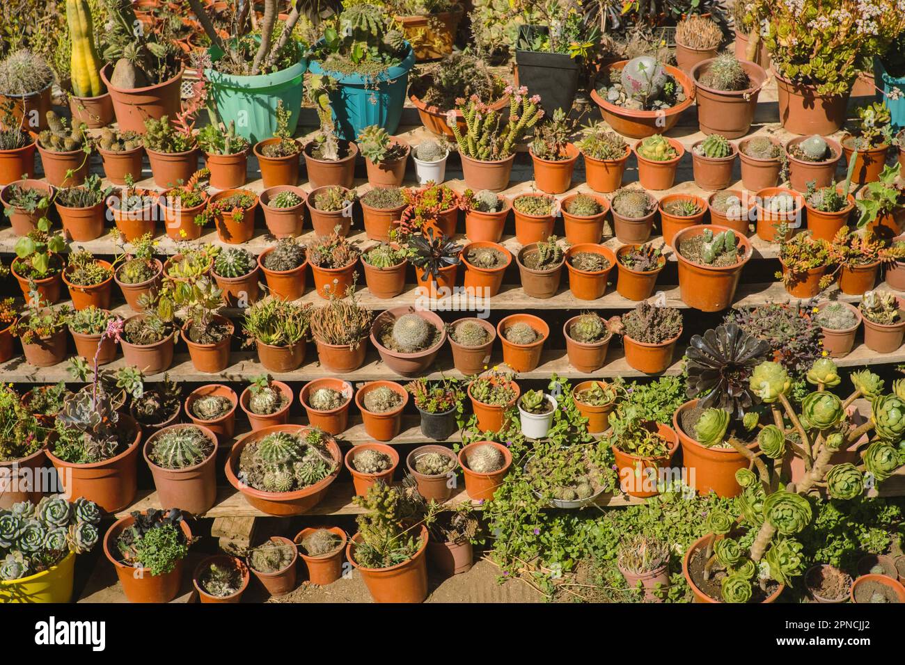An array of flower pots with green plants arranged on the shelves in a ...