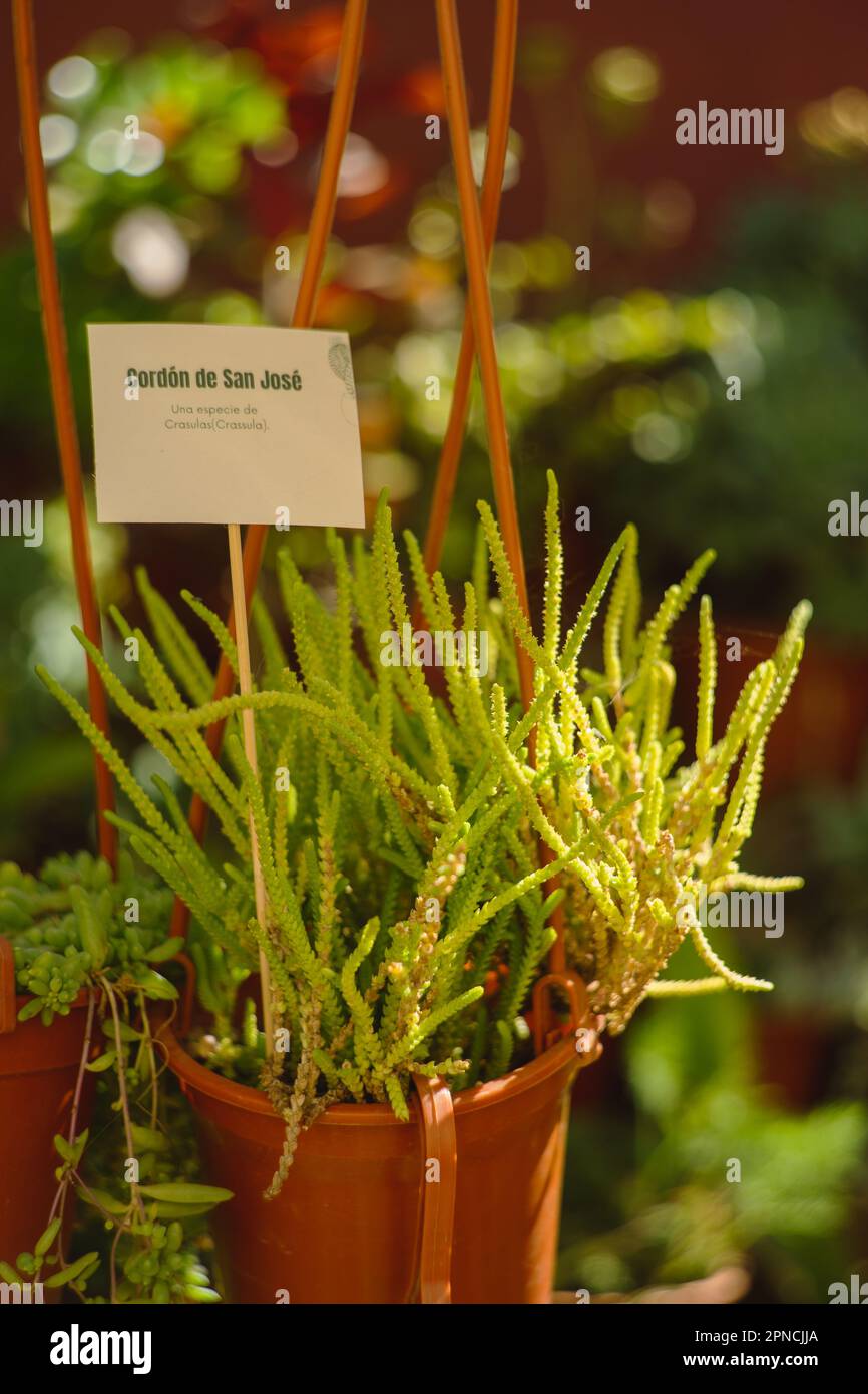 A closeup shot of Crassula muscosa, known as watch chain, lizard's tail ...