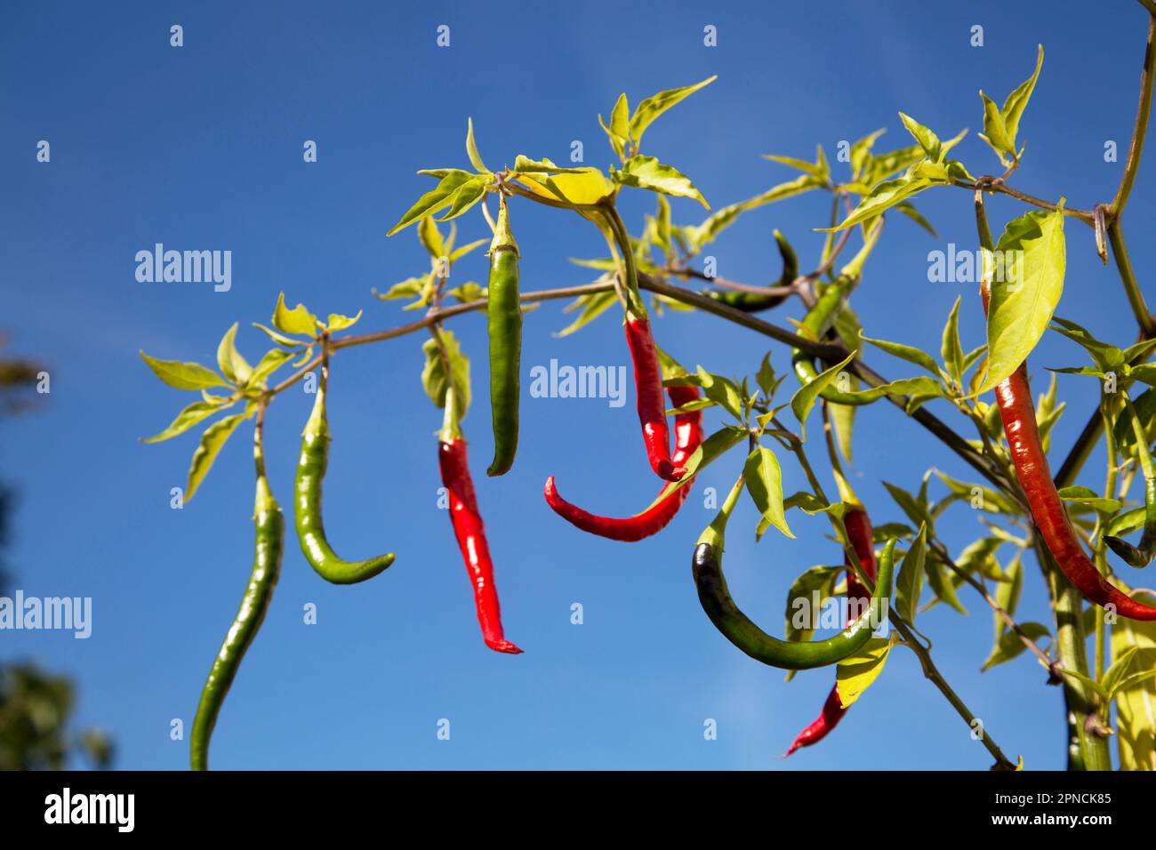 Cayenne pepper a type of Capsicum annuum, moderately hot chili pepper