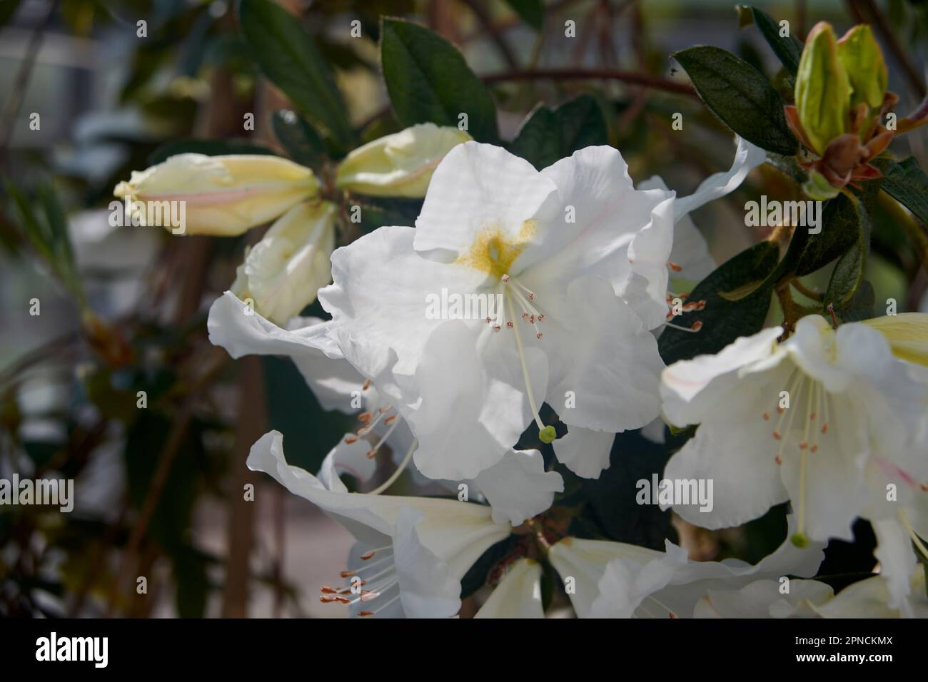 Rhododendron Fields White in full bloom, the plant was grown by Lord William (Willie) Whitelaw MP Stock Photo