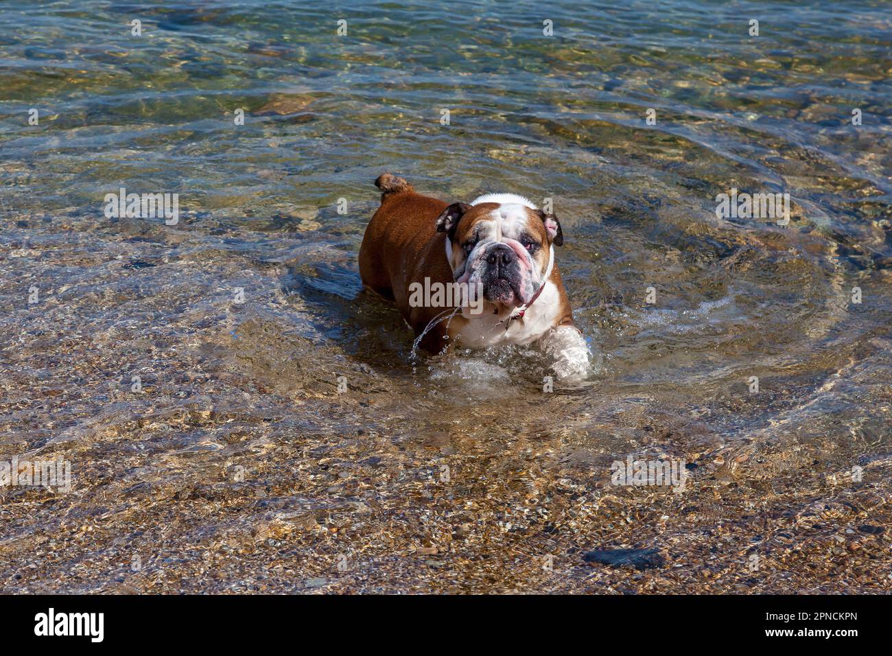 A red English British bulldog on a walk near the sea, went into the water to cool off and drink