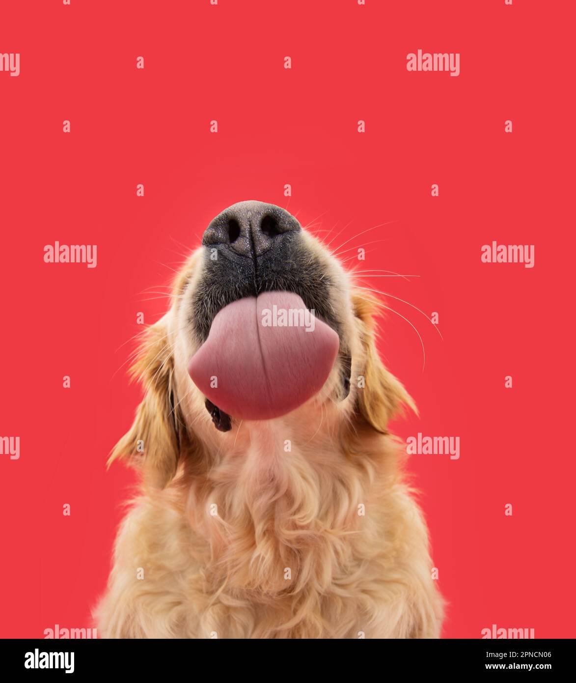 Funny portrait hungry labrador retriever puppy dog licking its lips