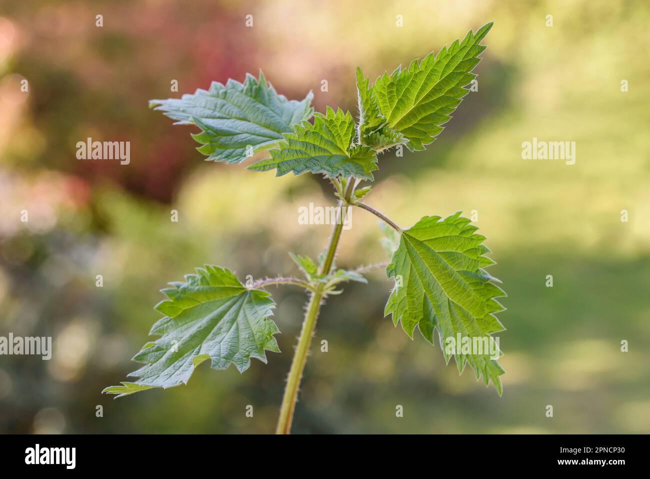 Nettle  on a blurred  green  background Stock Photo