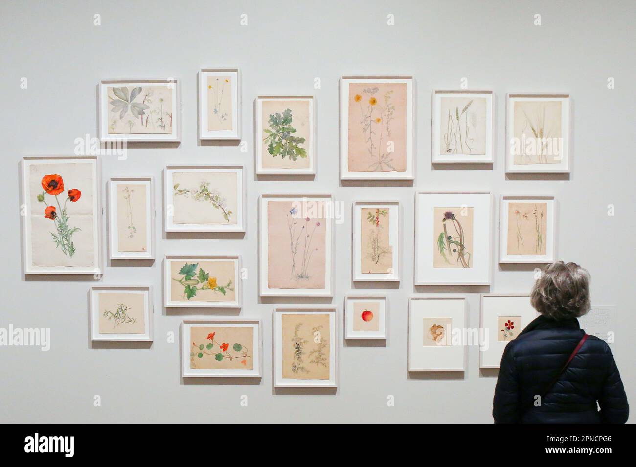 London, UK. April 18, 2023. Botanical drawings by Hilma Af Klint on display at the Tate Modern
