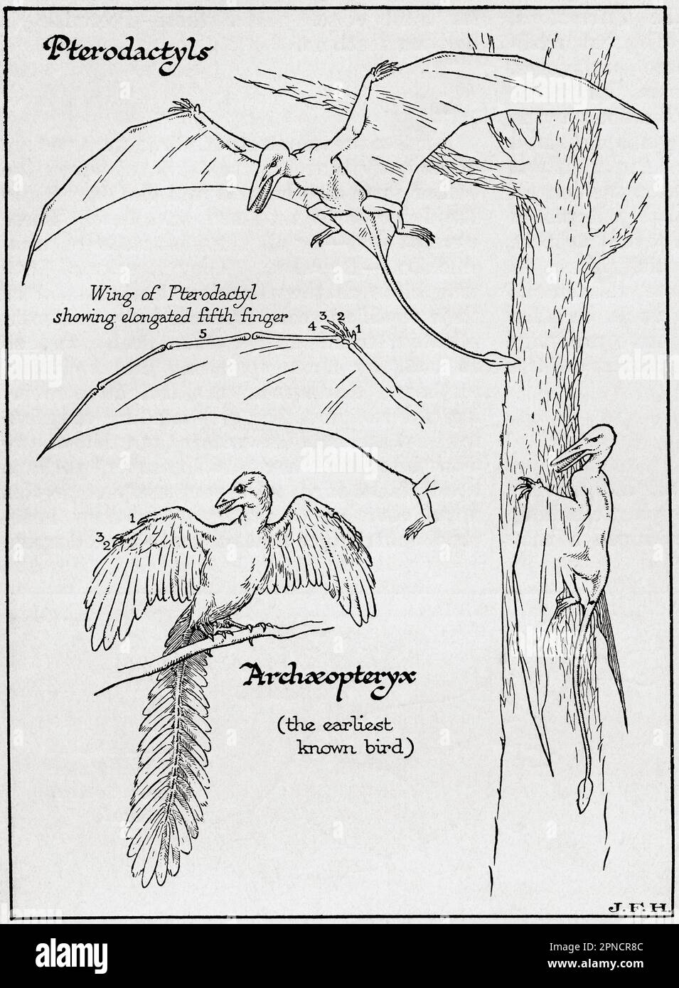 Diagram of a Pterodactyl, its wing showing the elongated 5th finger and an Archaeopteryx.  From the book Outline of History by H.G. Wells, published 1920. Stock Photo