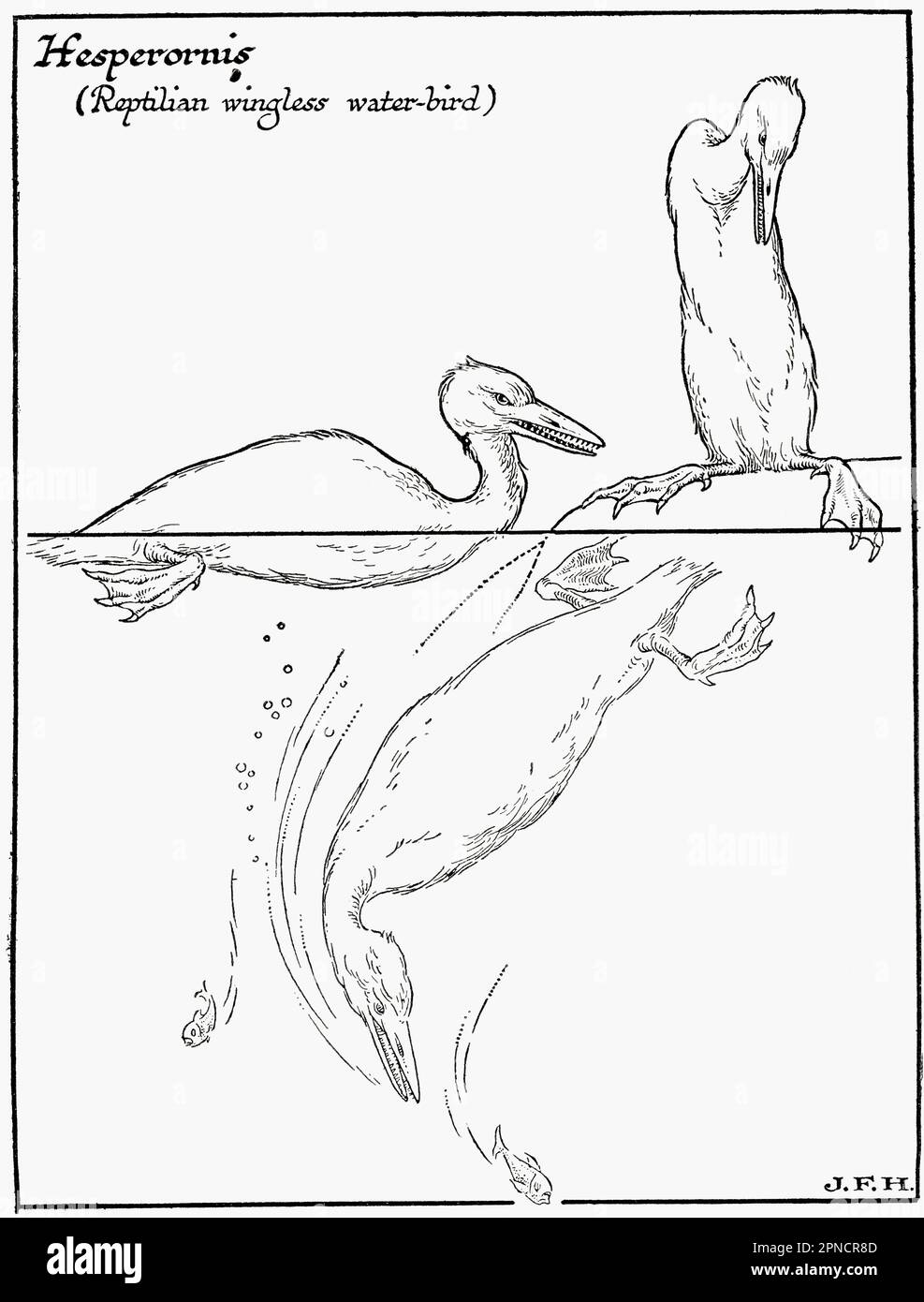 Diagram of a Hesperornis, a reptilian wingless water-bird.  From the book Outline of History by H.G. Wells, published 1920. Stock Photo