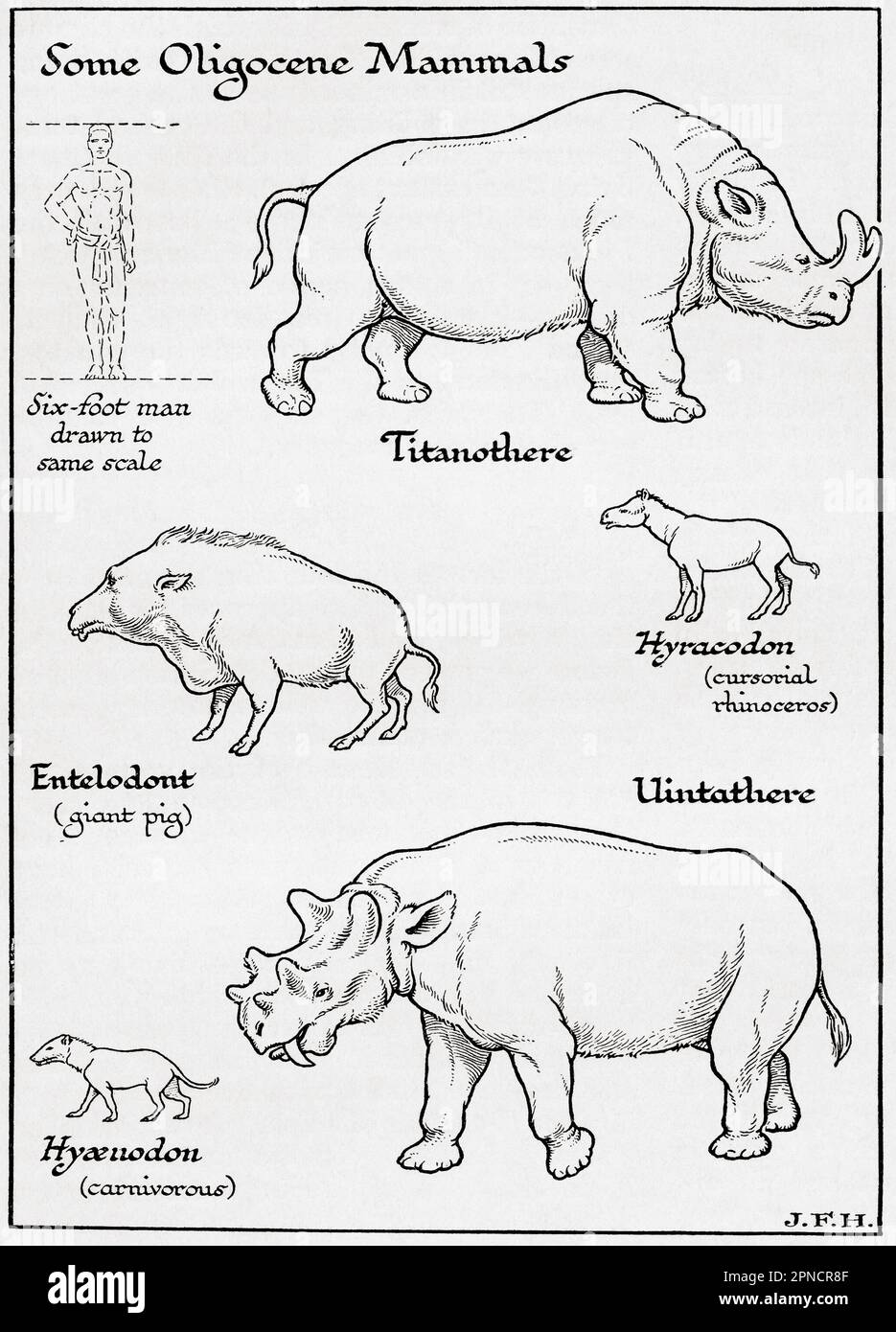 Diagram of Oligocene Mammals including, Titanothere, Entelodont, Hyracodon, Uintathere, Hyaenodon.  Shown in the diagram a six foot man drawn to the same scale as other figures.  From the book Outline of History by H.G. Wells, published 1920. Stock Photo